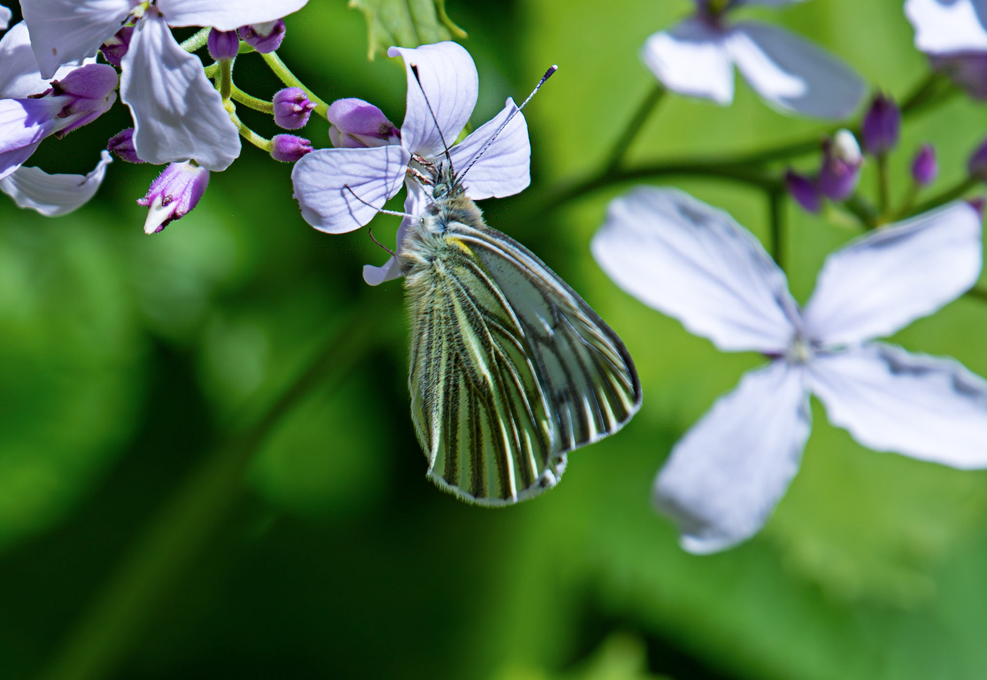 Green Veined White Butterfly, Malleny Gardens, Balerno 27 April 2026