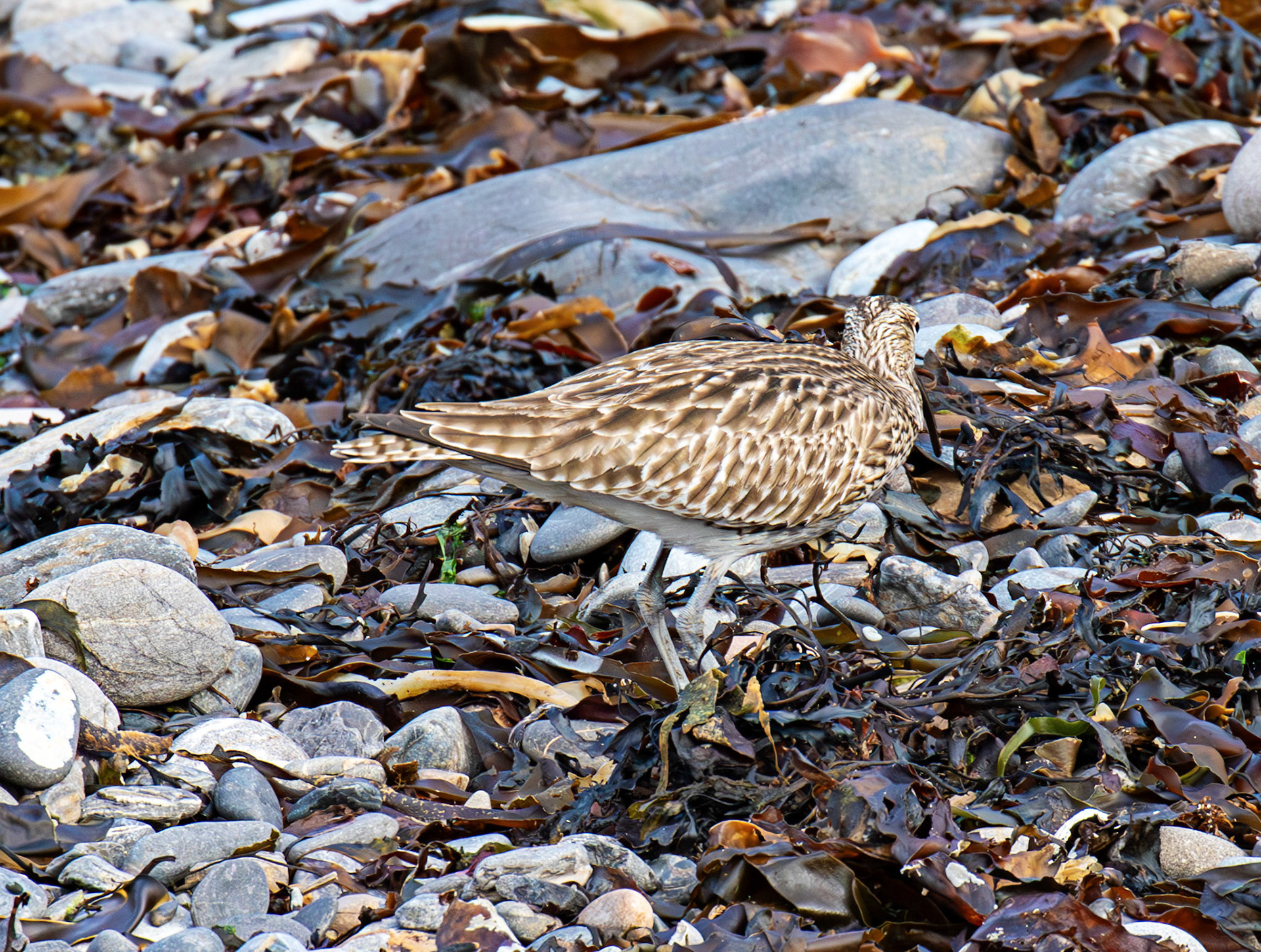 Whimbrel at Brough 03 May 2026
