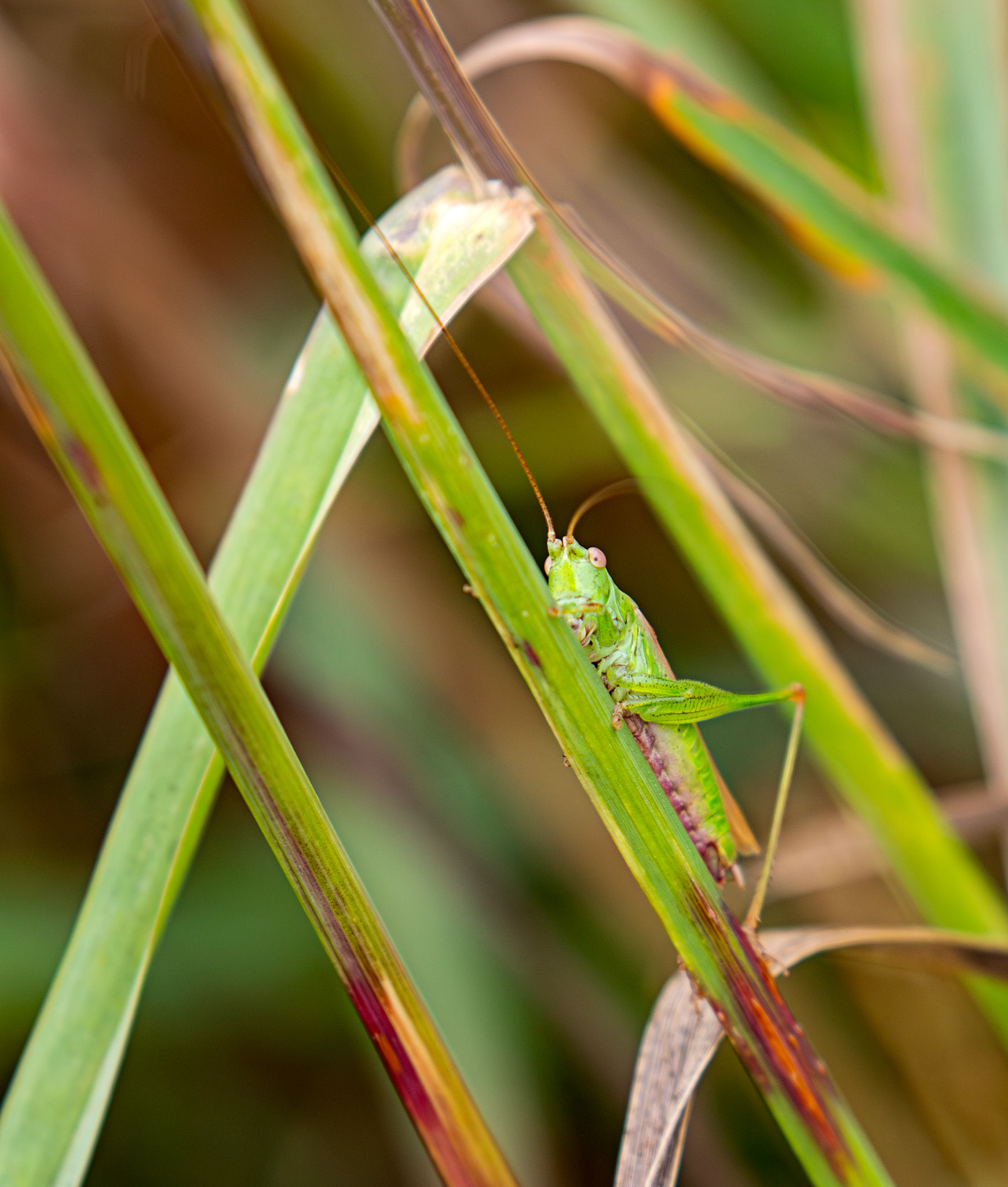 Short-winged Cone-head - Conocephalus dorsalis - Chesterton Windmill 20 July 2025
