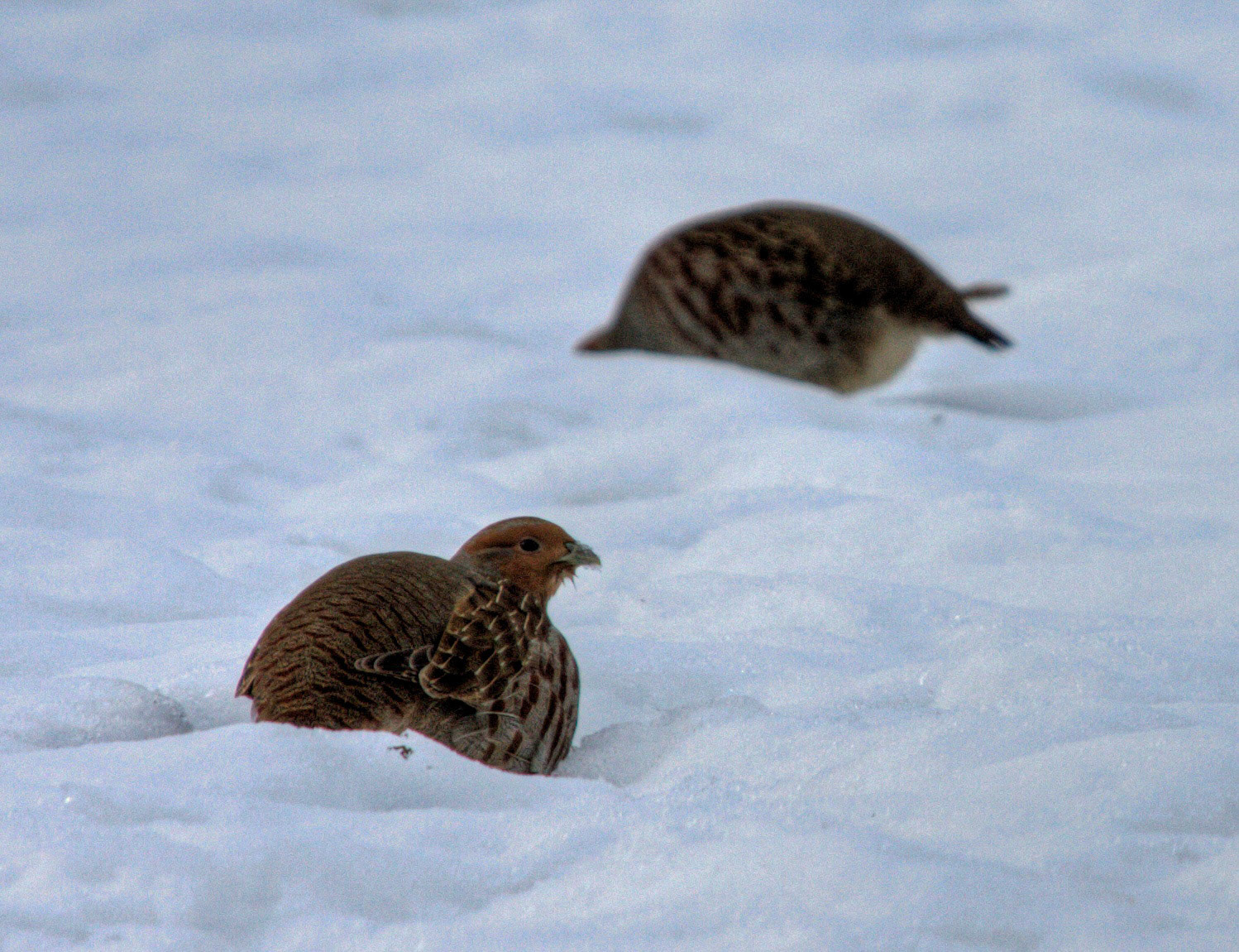 Grey Partridge - Long Dalmahoy Road