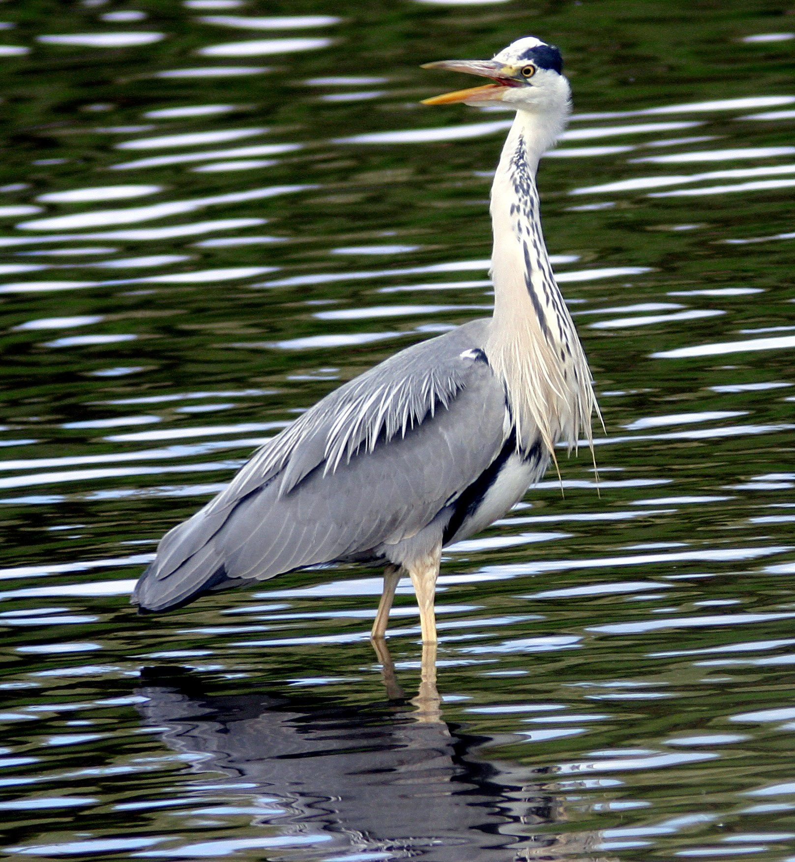 I wanted to put up some Photographs of Grey Herons. They're great birds and well worth watching. I've noticed great variations in their behaviour over the years, in some areas they're shy and retiring, elsewhere they can be agressive and forward.