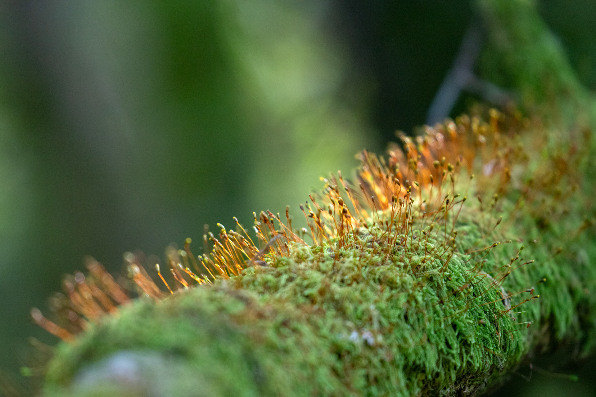 RSPB Lochwinnoch 10 October 2024