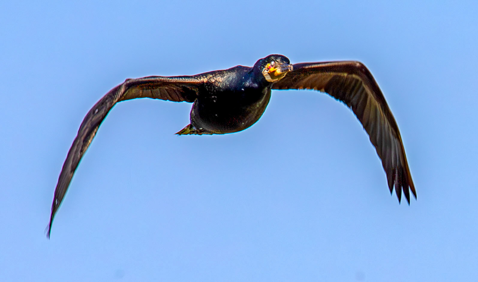 Cormorant Flying over Higgins Neuk 12 May 2025