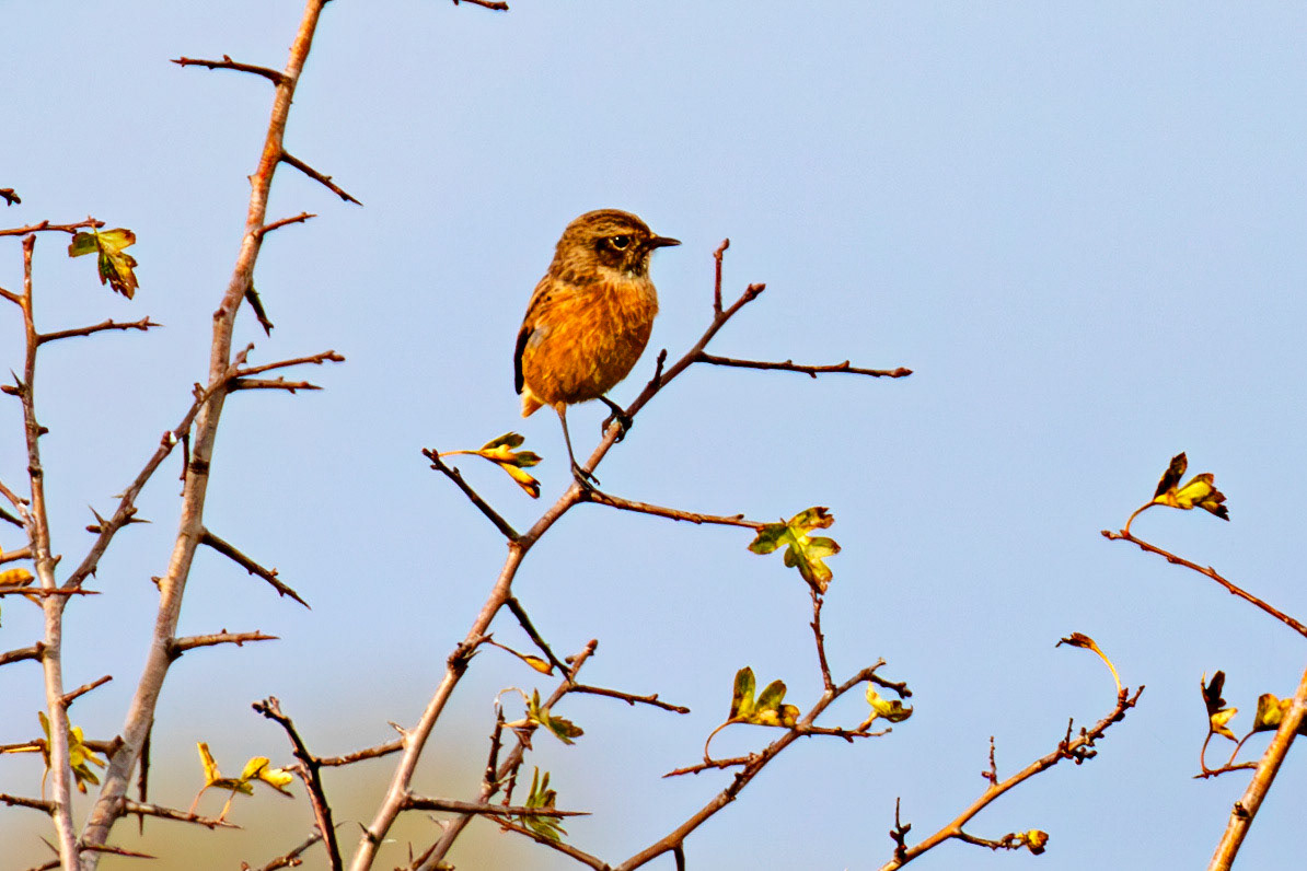 Stonechat - Higgins Neuk 23 Oct 2024