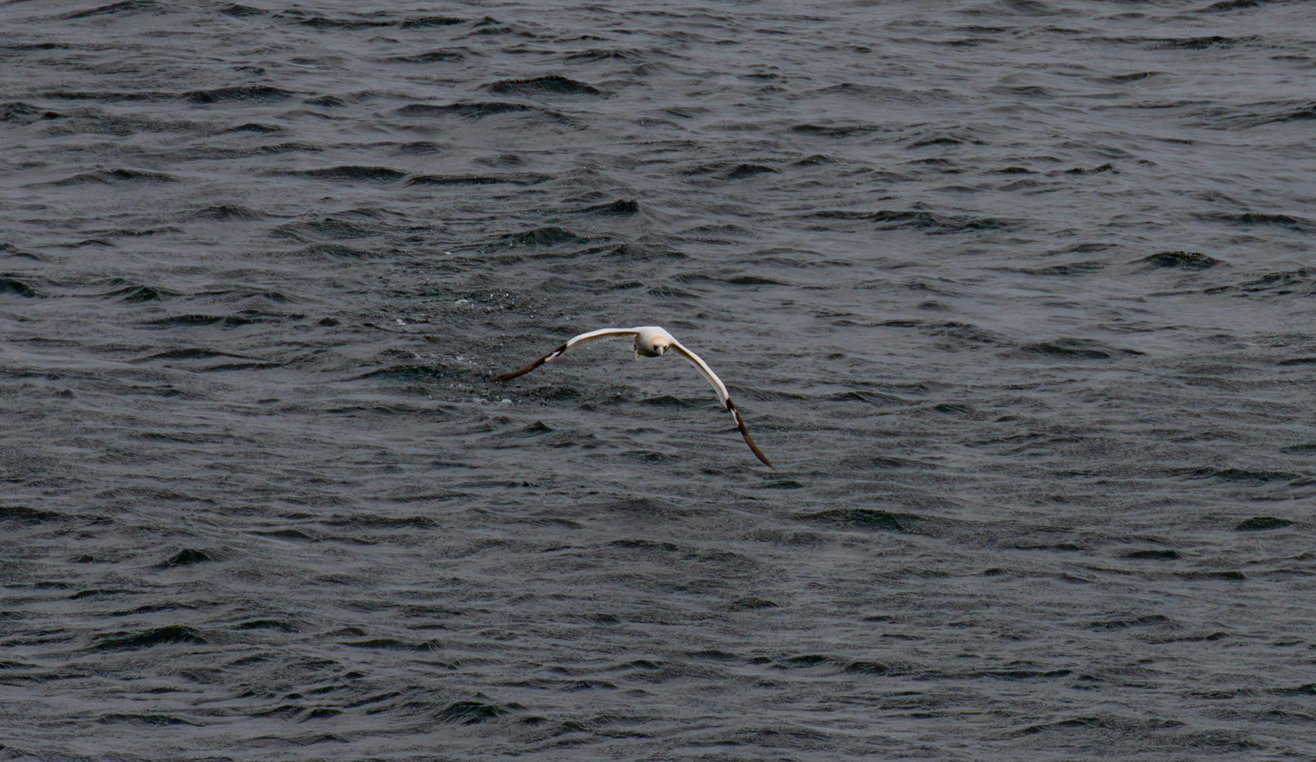 Northern Gannet getting airborne after dive - Tantallon Castle 04 July 2026