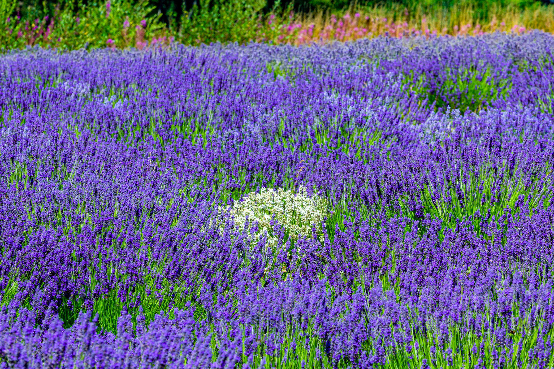 I spent an amazing few hours at Scottish Lavender Oils. They are so dedicated to nature and not to profit!