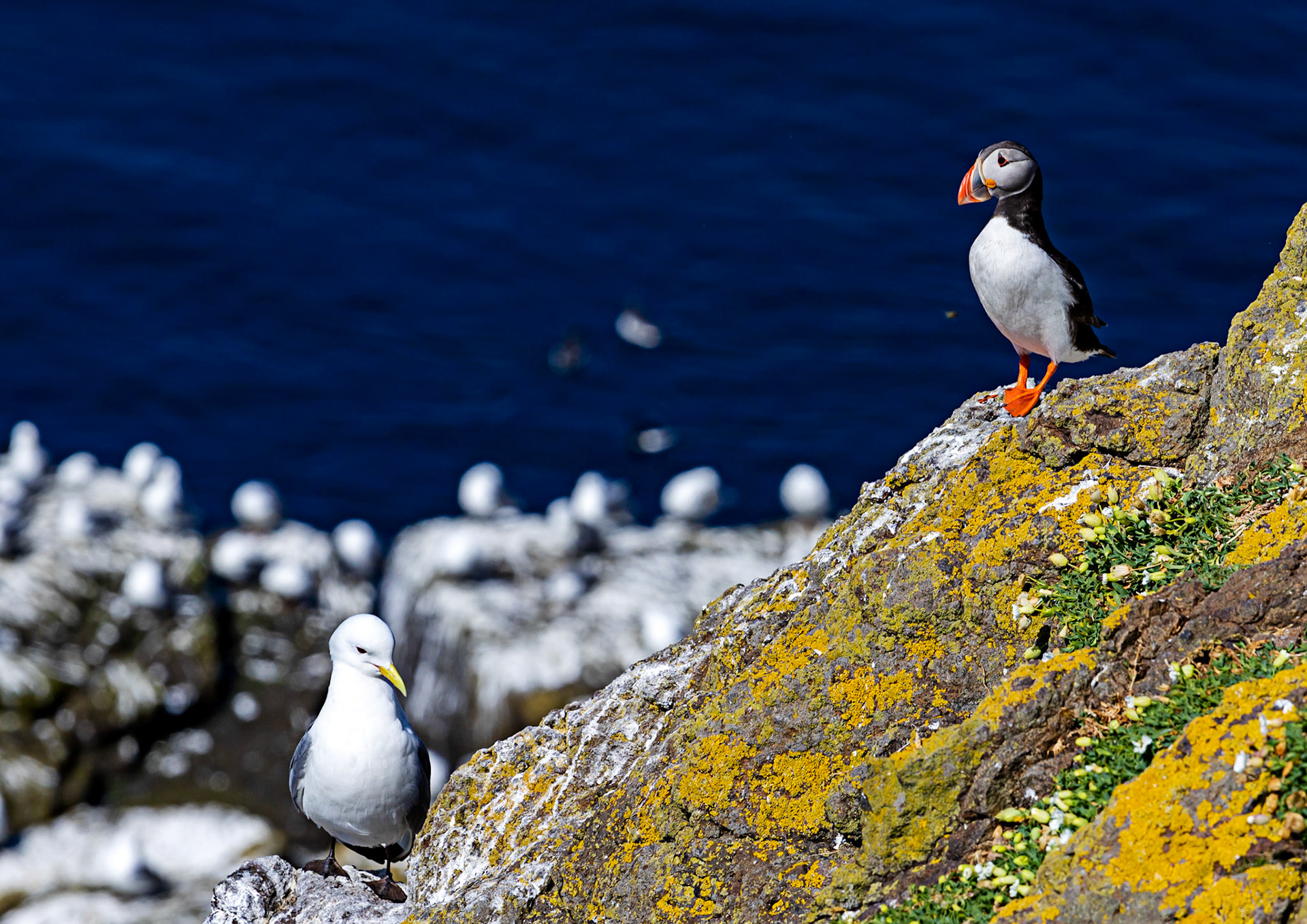 Isle of May - 04 June 2022