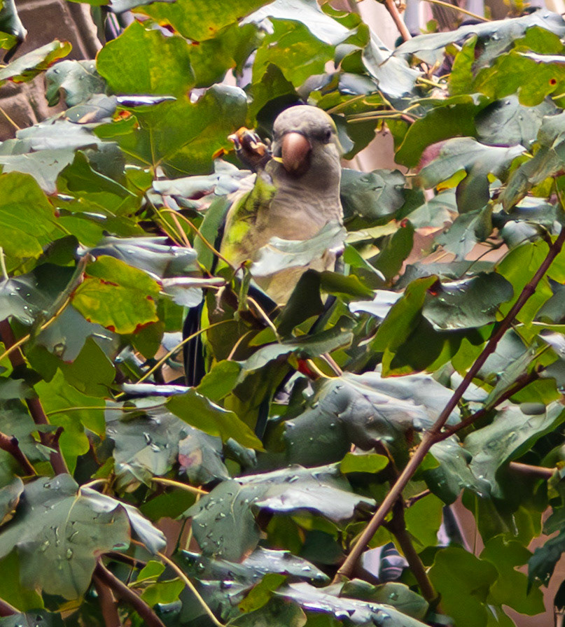Monk Parakeet - Barcelona 13 Sep 2025