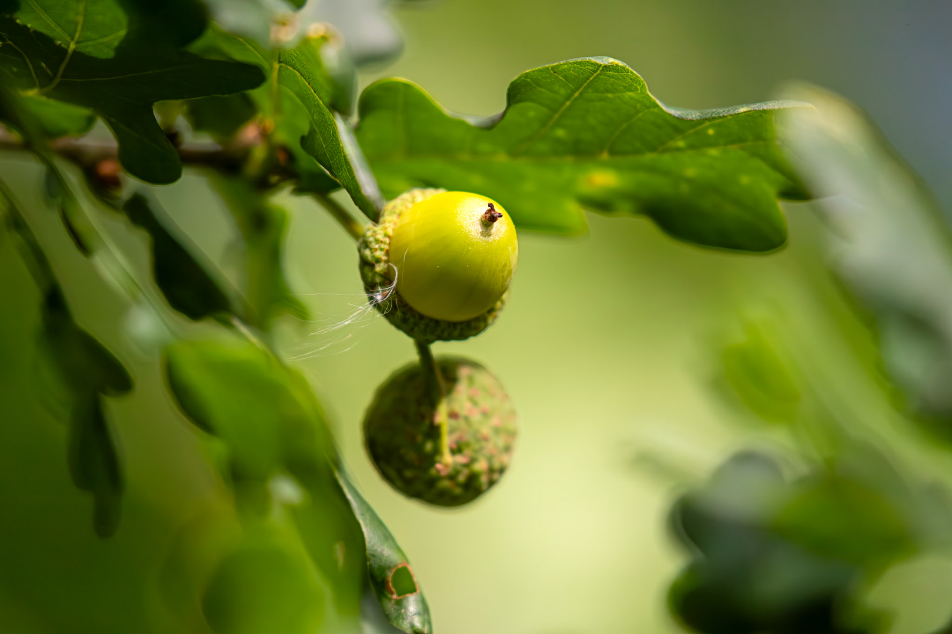 Livingston 10 Sept 2024