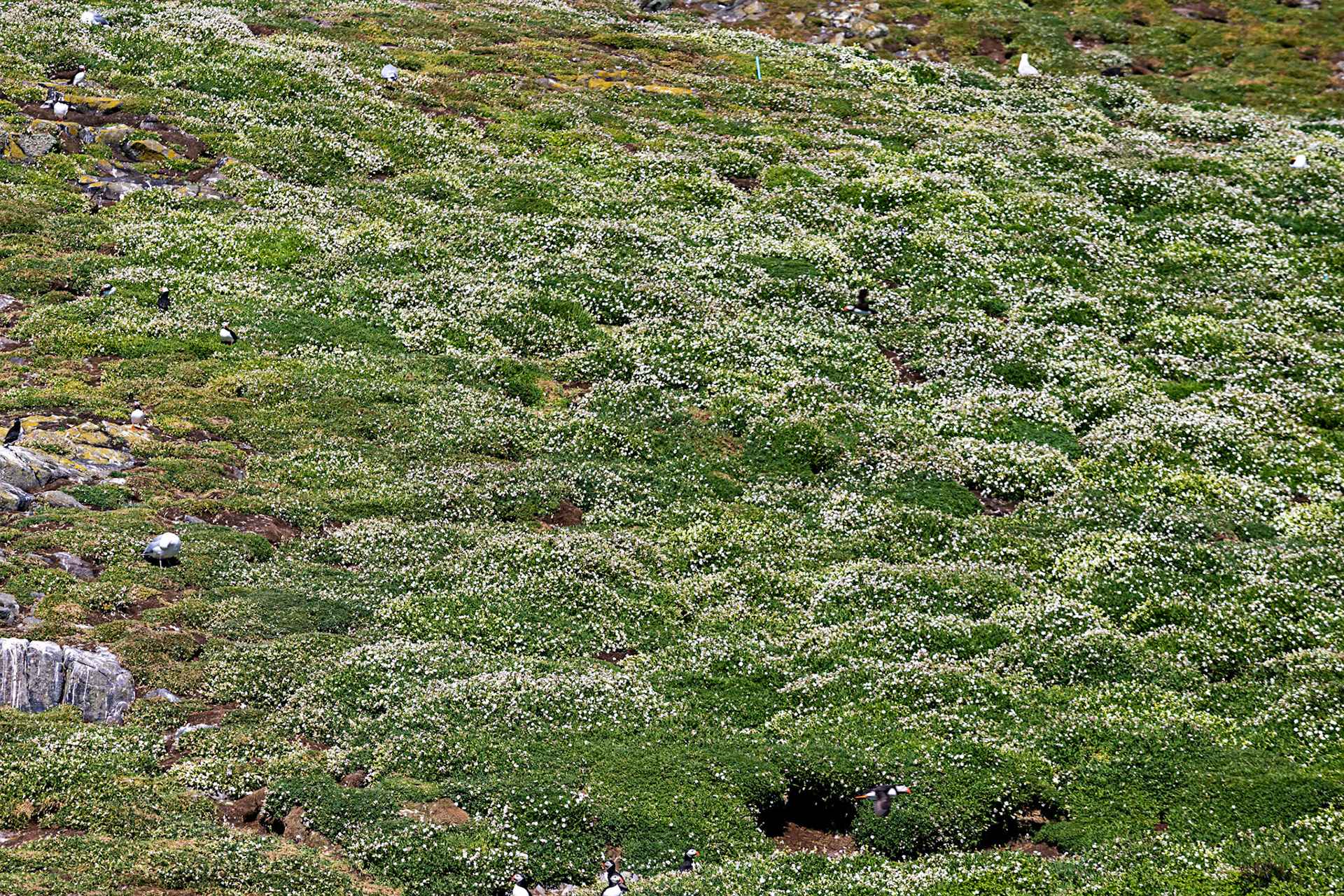 Puffin - Isle of May - 04 June 2022
