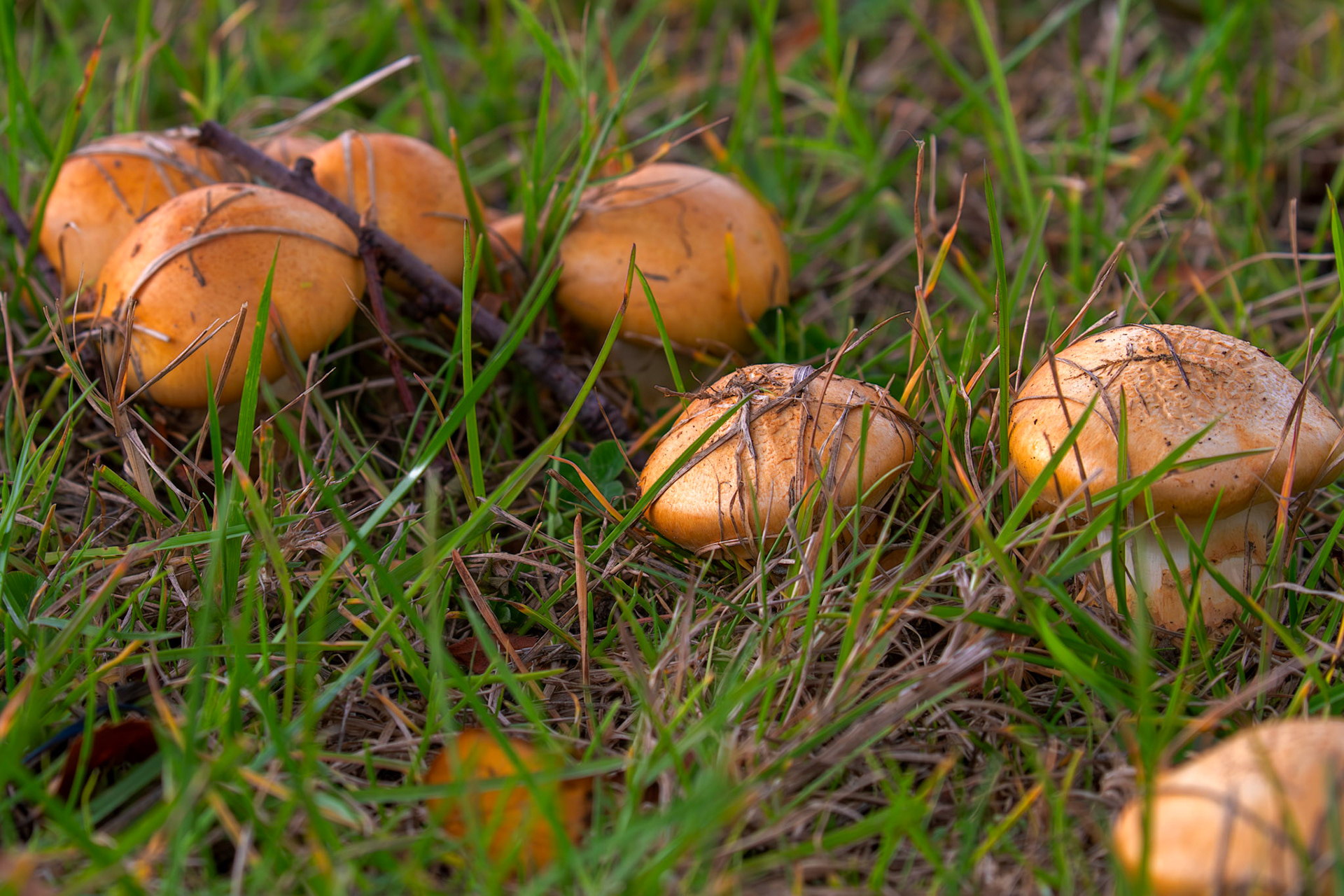 Cortinarius mucosus - Deans North 06 October 2025