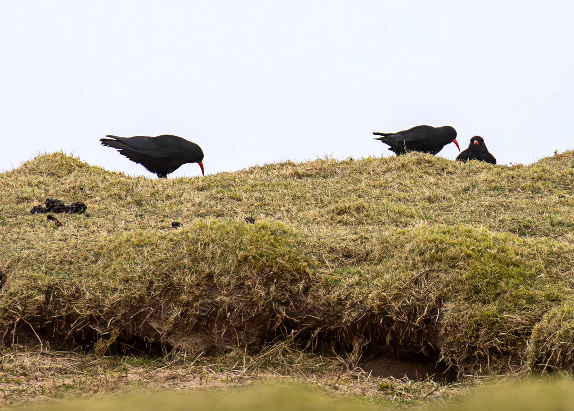 Chough: The Island of Islay 03 March 2025