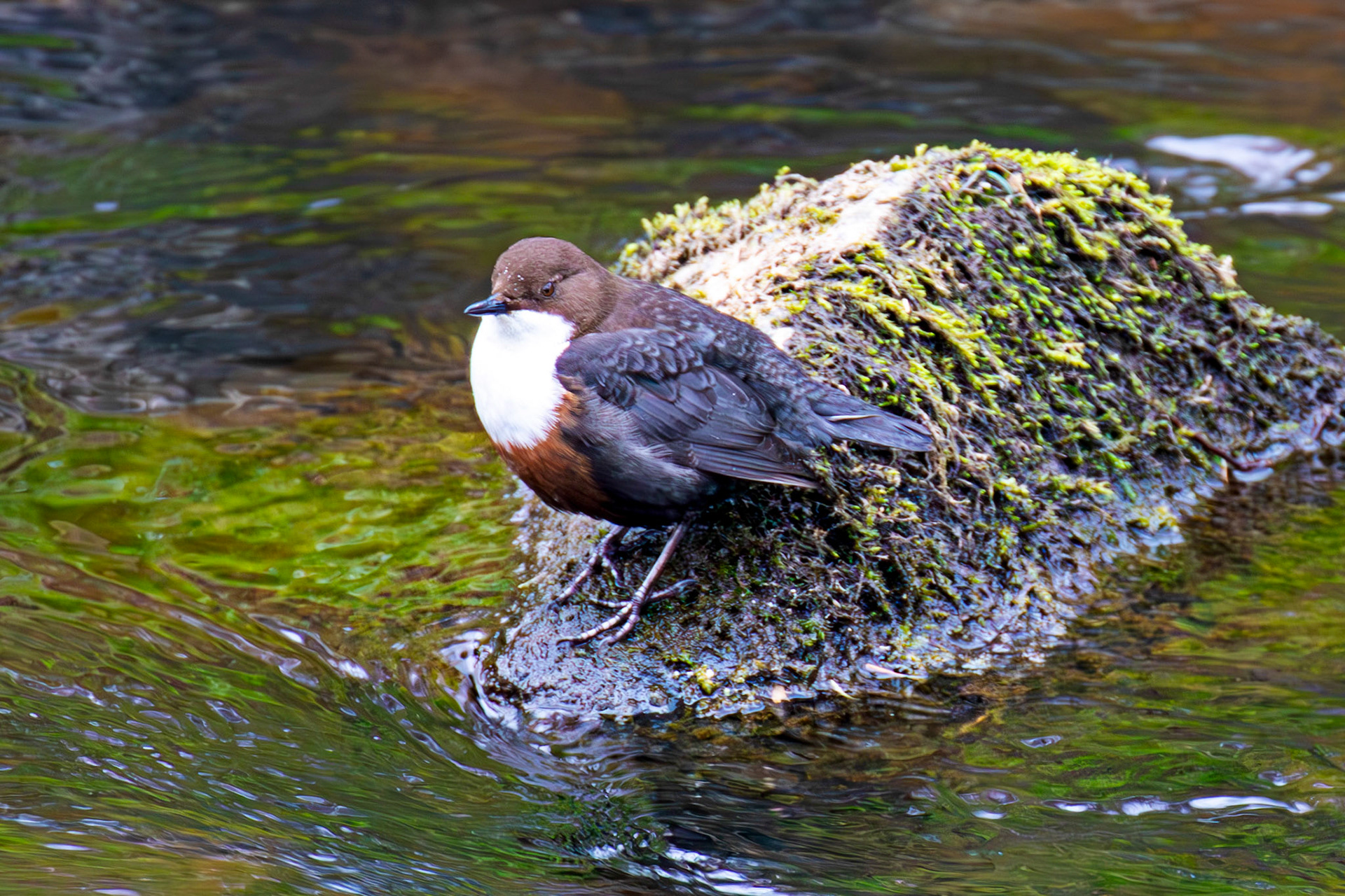 Dipper on Water of Leith at Malleny 21 March 2025