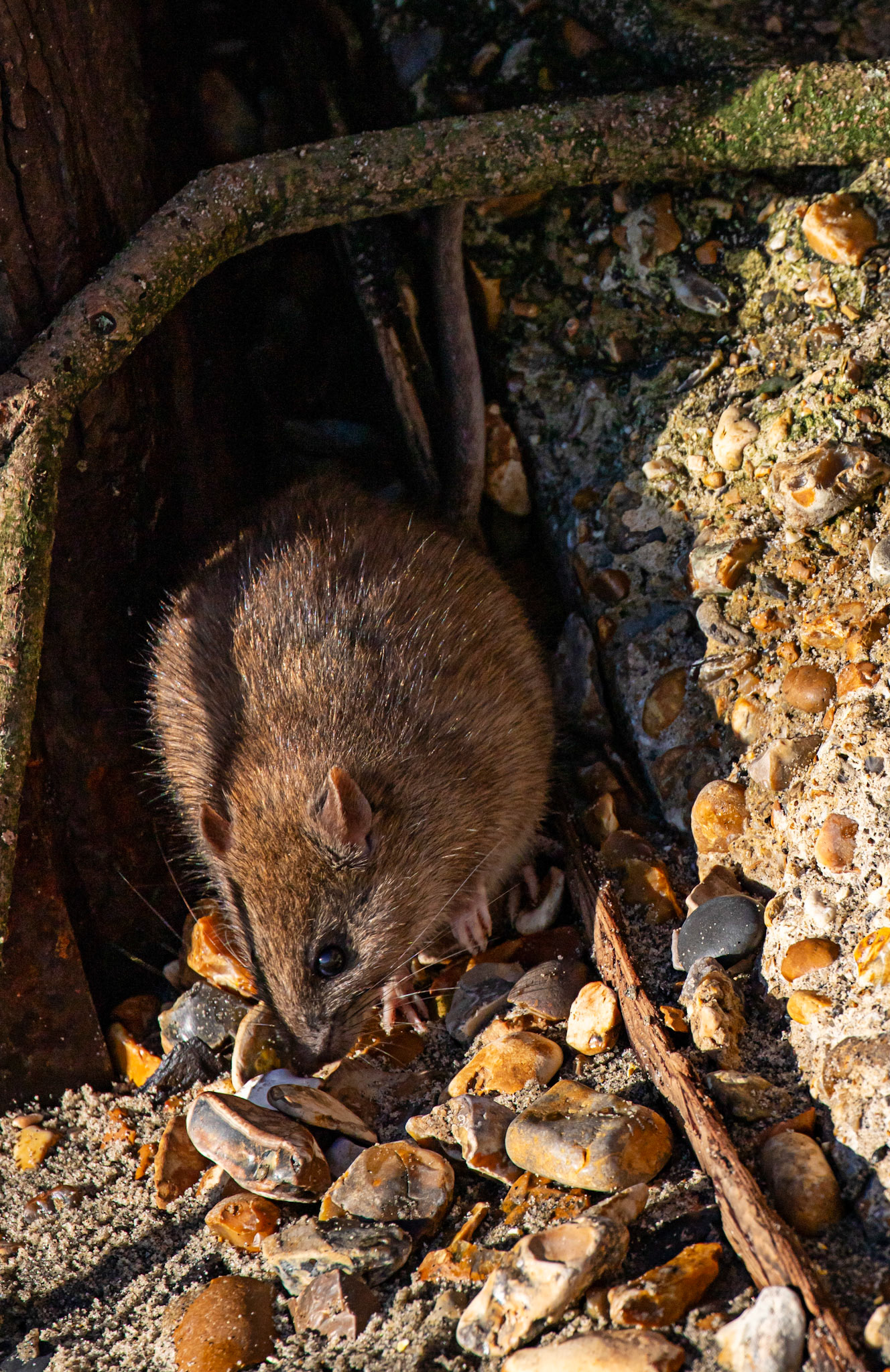 Brown Rat at Titchfield Haven 02 January 2025
