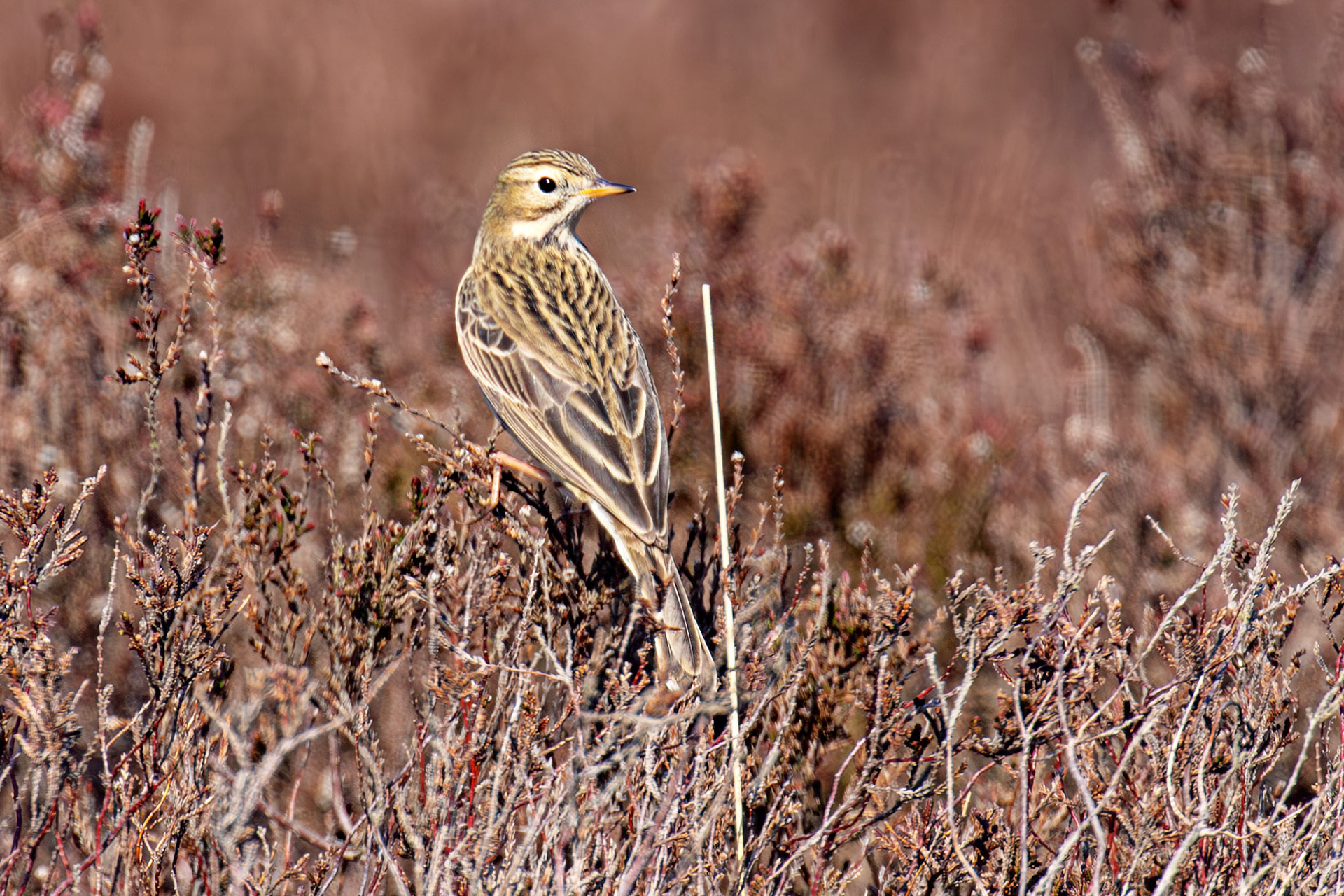 Meadow Pipit: Lammermuir Hills at Faseny Bridge.