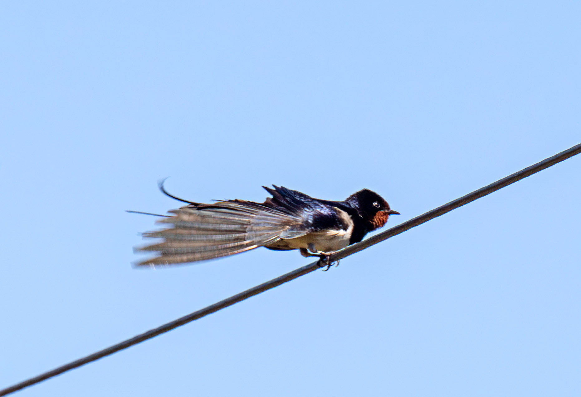 Swallow at Harperrig 17 May 2025