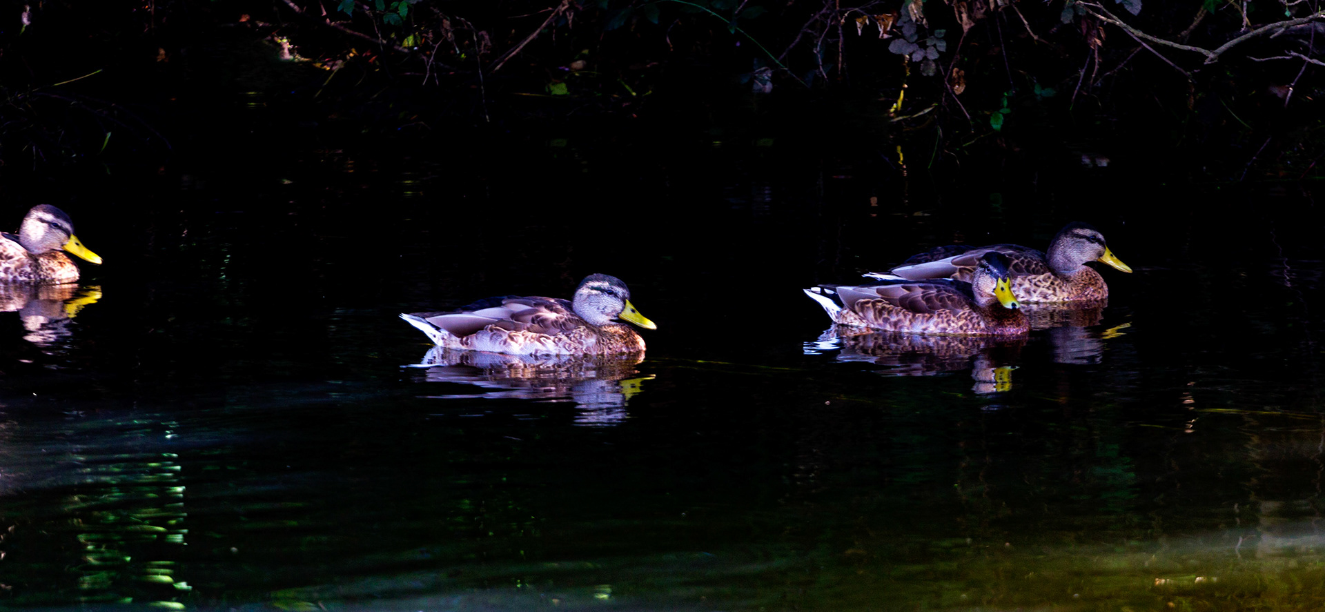 Mallard on the River Itchen in SouthamptonPlease see my other Photographs at: www.jamespdeans.co.uk