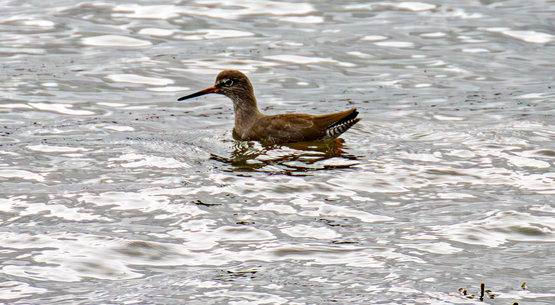 Common Redshank, waders can swim. Birthwatching at South Queensferry 18 October 2024