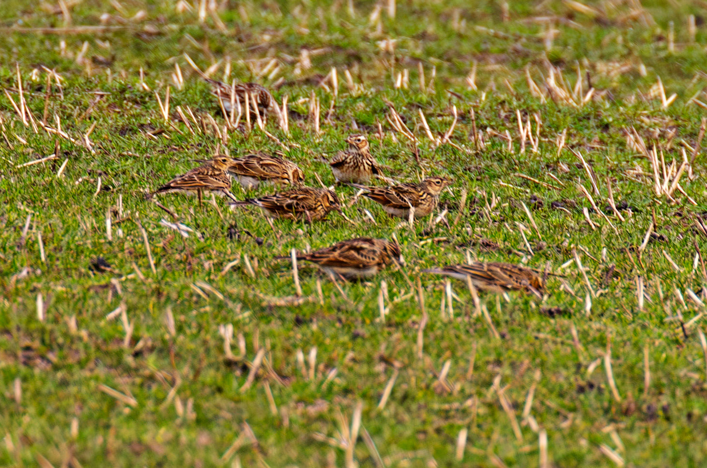 Skylark: The Island of Islay 04 March 2025