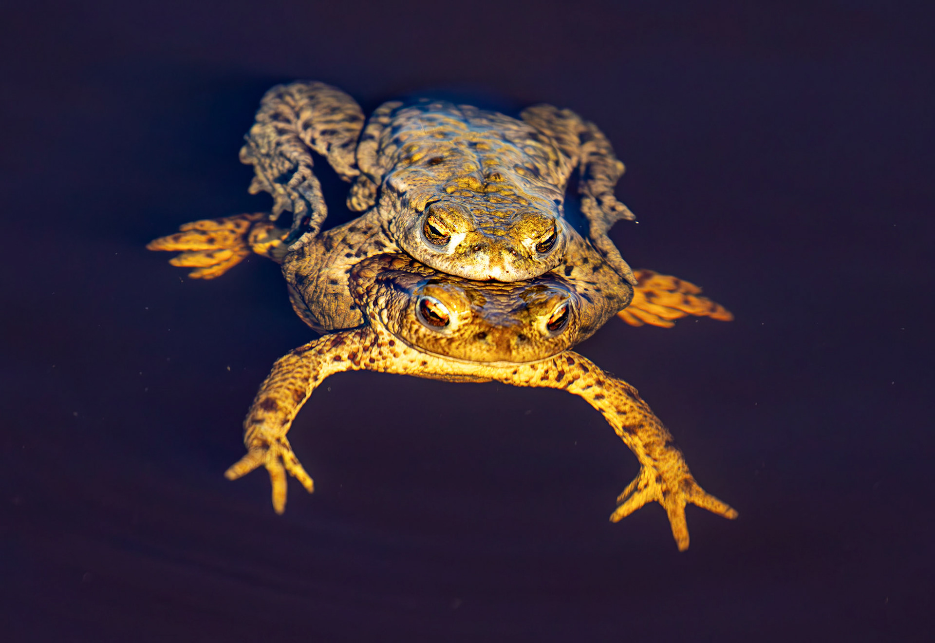 Common Toads mating at Black Devon Wetlands 20 March 2026
