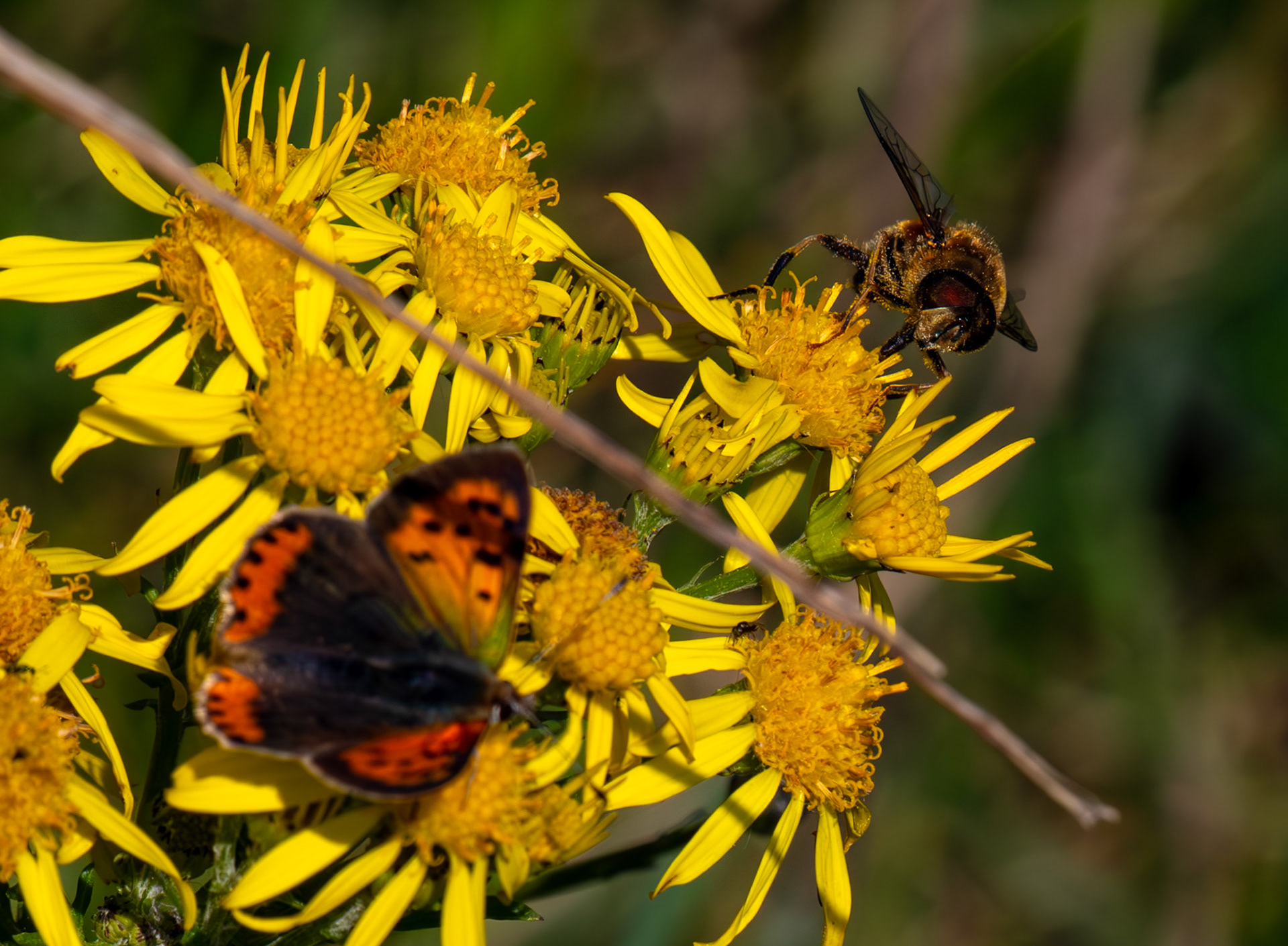 Small Copper Butterfly - RSPB Loch Leven 06 Sept 2024
