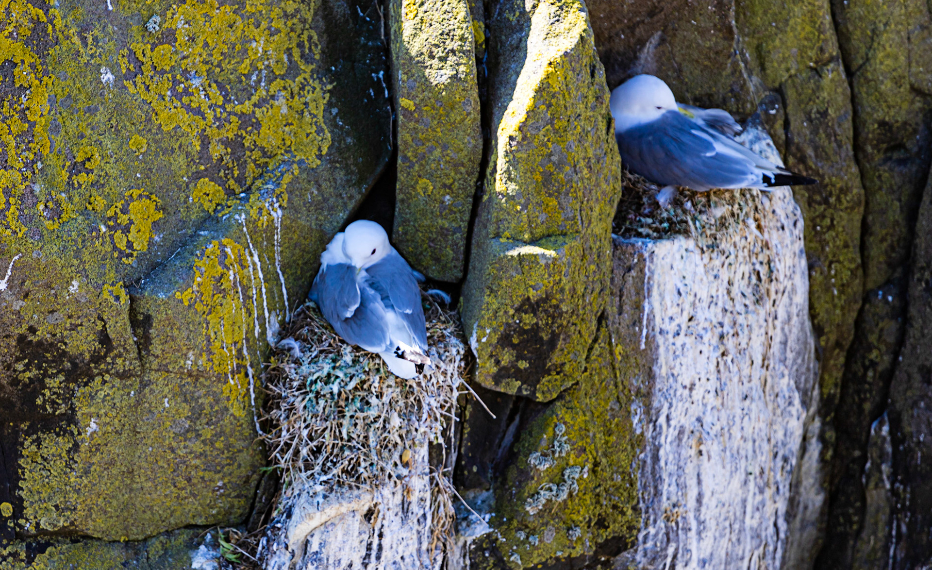 Isle of May - 04 June 2022