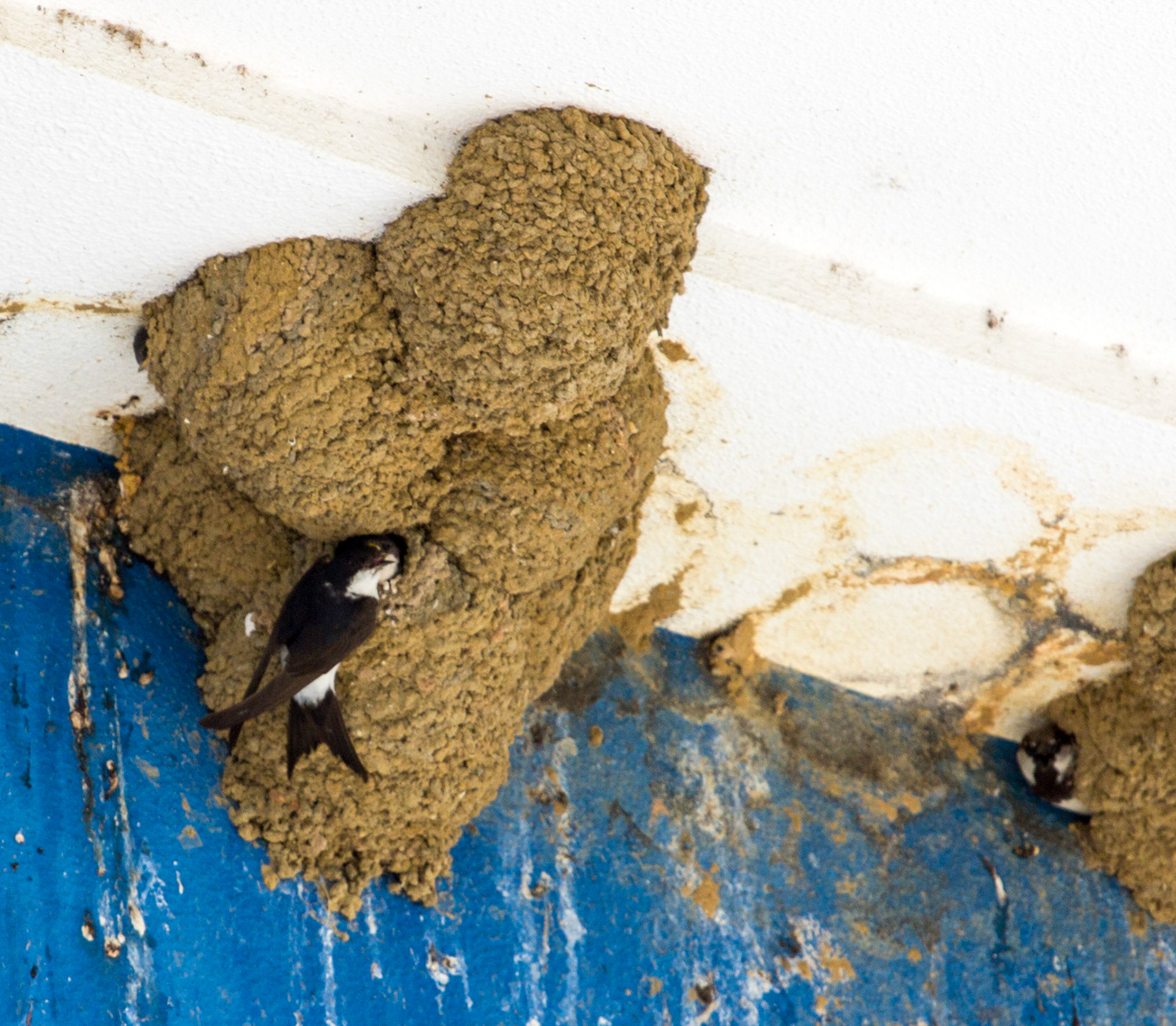 House Martins in Fuzeta.