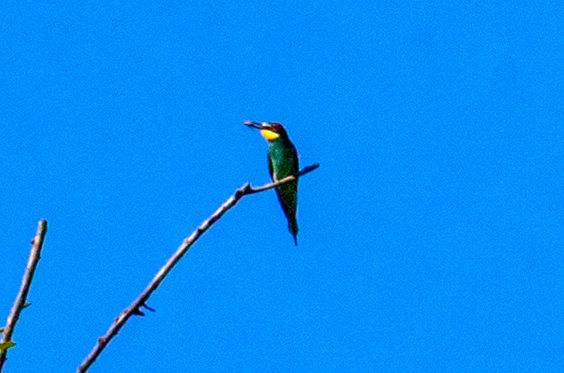 European Beeeater - Siena 27 June 2024 - too distant for my lens but I wanted a record!