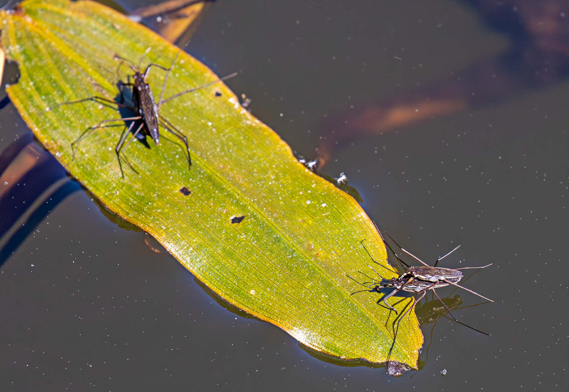 Gerris gibbifer (water striders) - Wild-life Pond at Polkemmet Country Park 13 May 2025