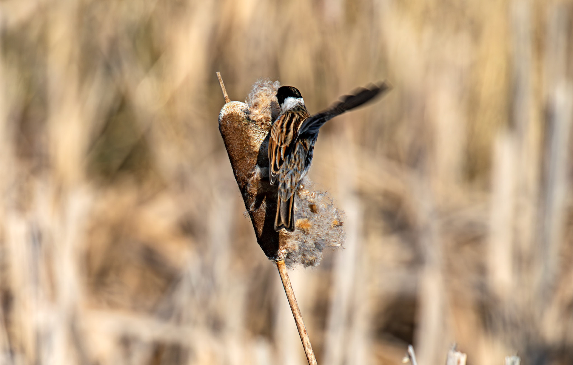 Reed Bunting at Black Devon Wetlands 20 March 2026
