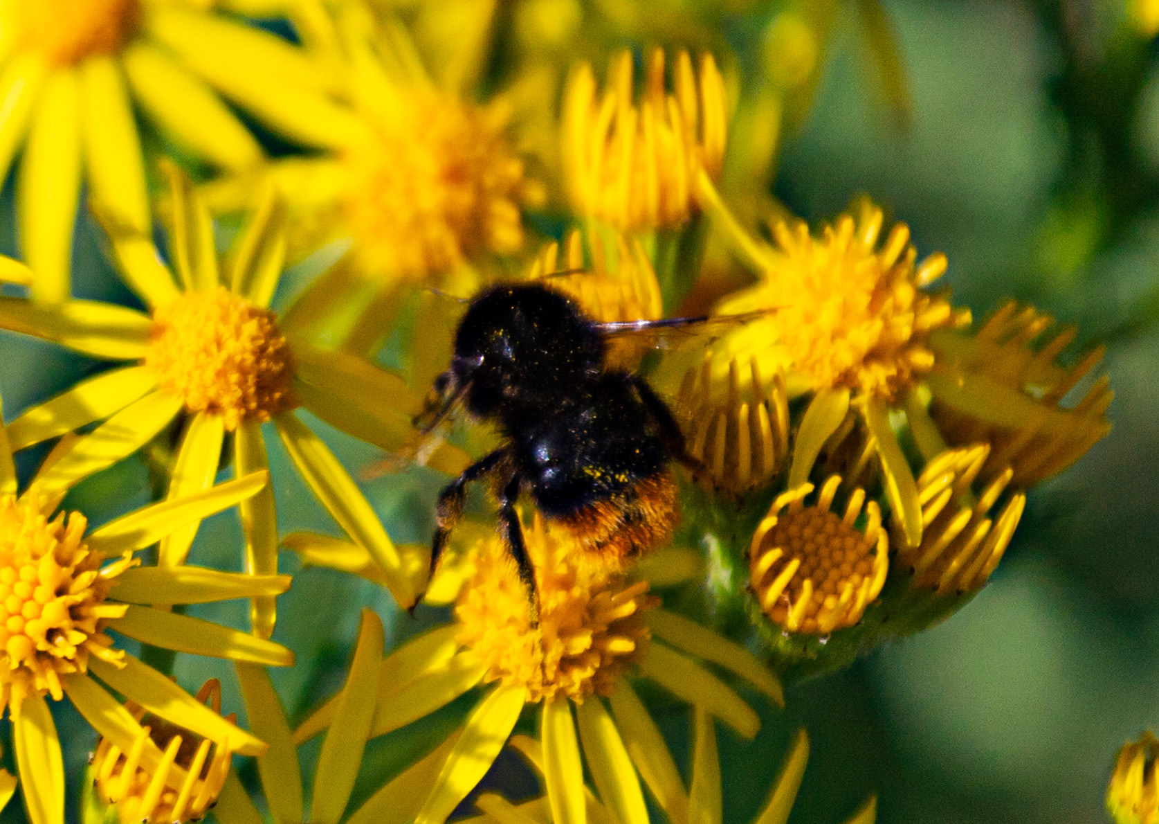 Ventnor Down IOW 15  July 2022