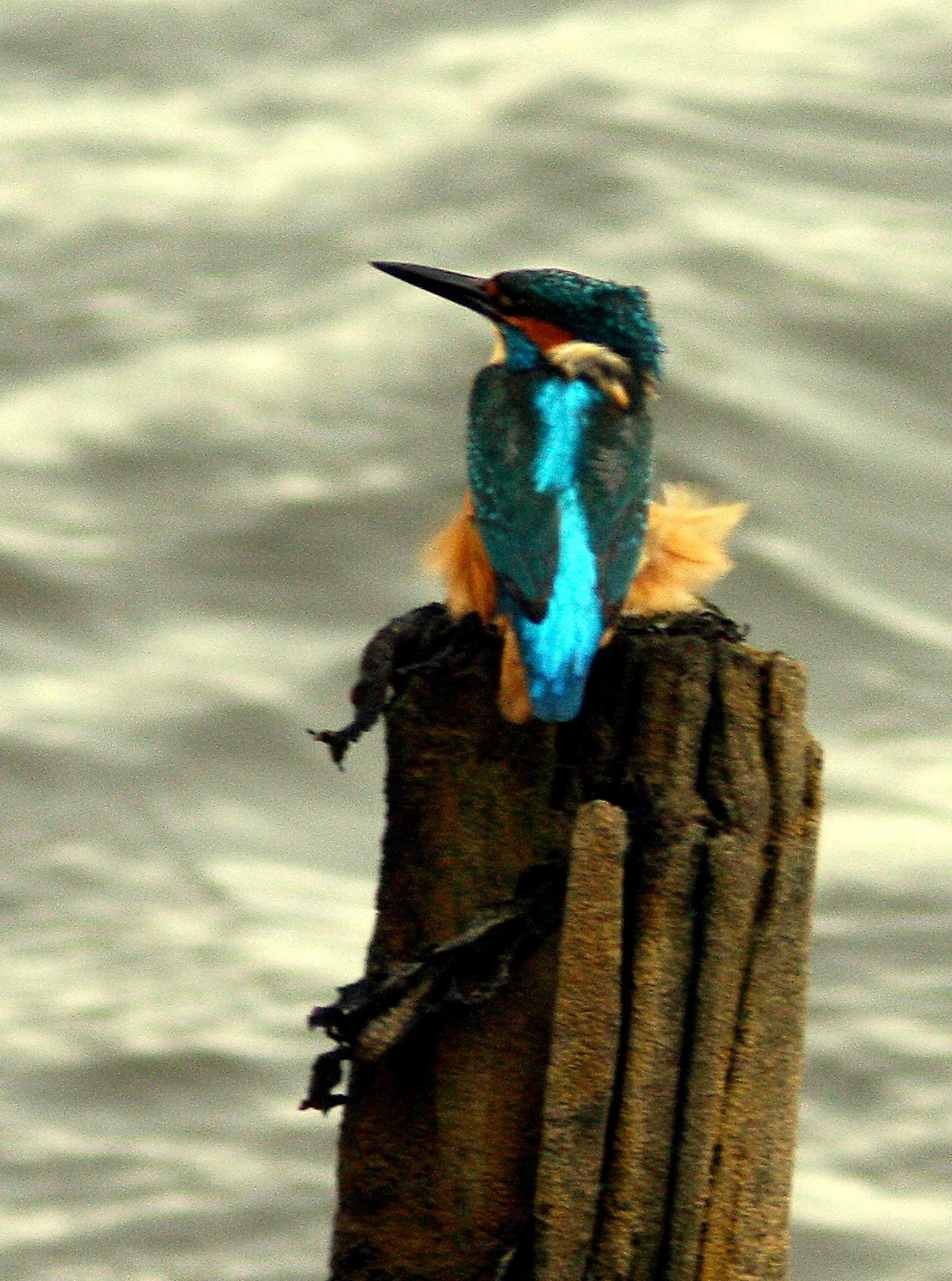 Kingfisher GuardbridgePlease see my other Photographs at: http://www.jamespdeans.co.uk/