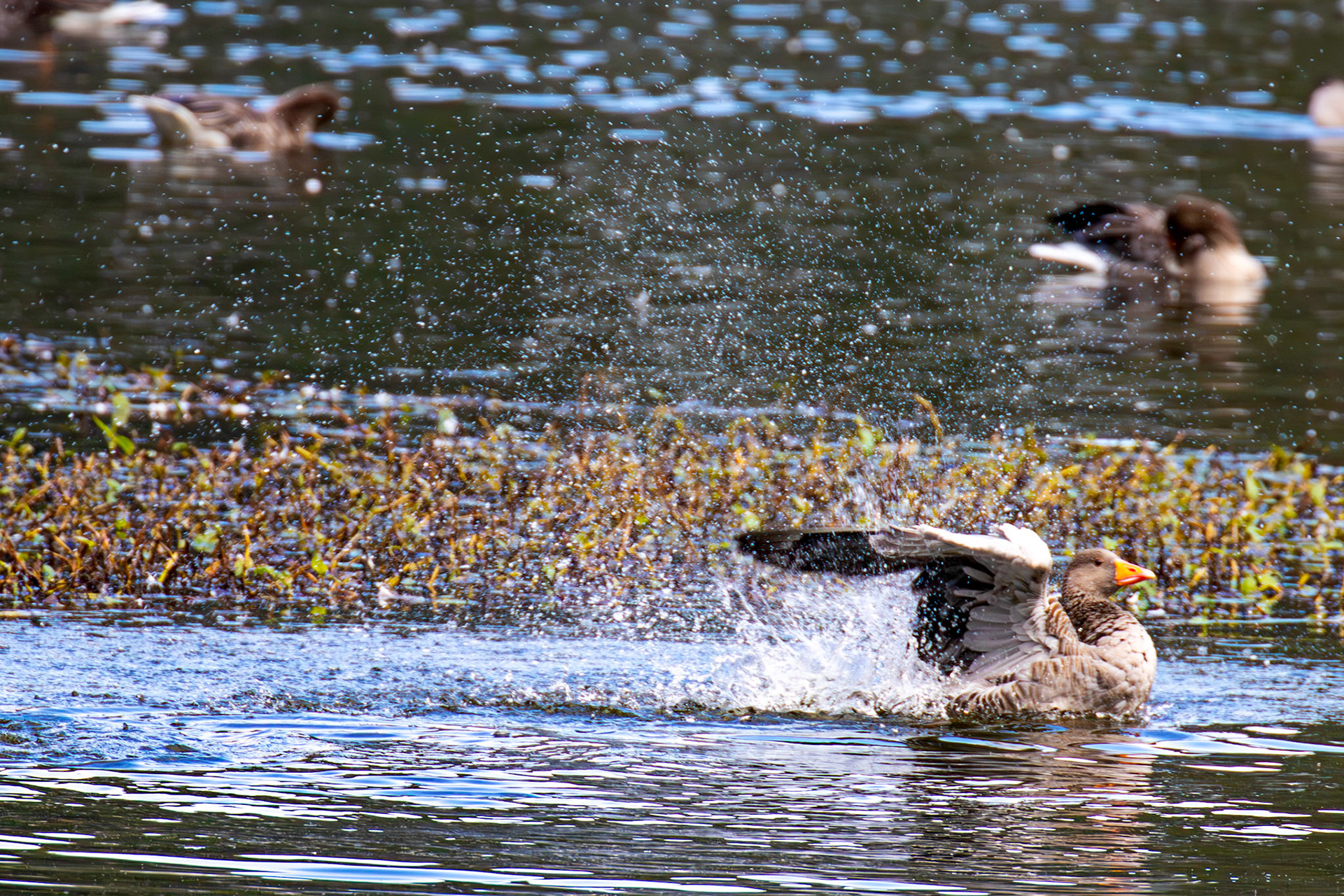Greylag Geese at Beecraigs 24 September 2024
