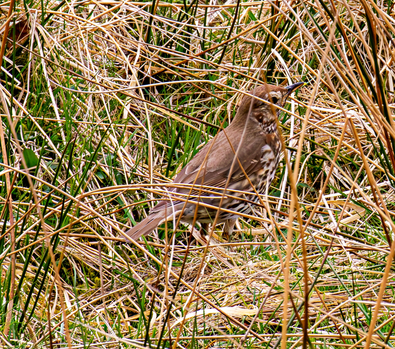 Song Thrush Forsinard 01 May 2026