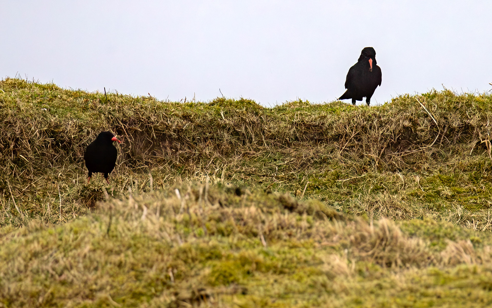 Chough: The Island of Islay 03 March 2025