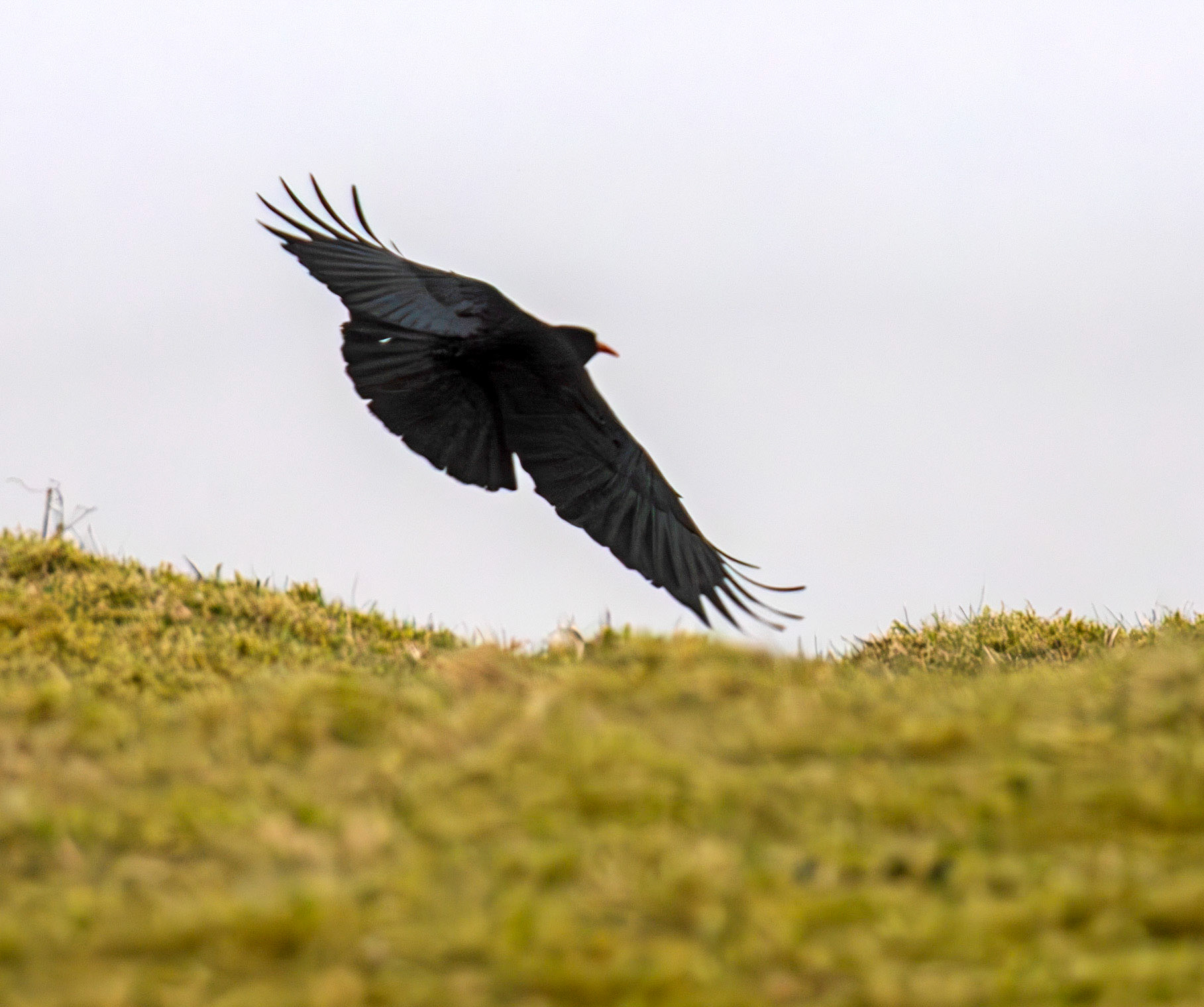 Chough: The Island of Islay 03 March 2025