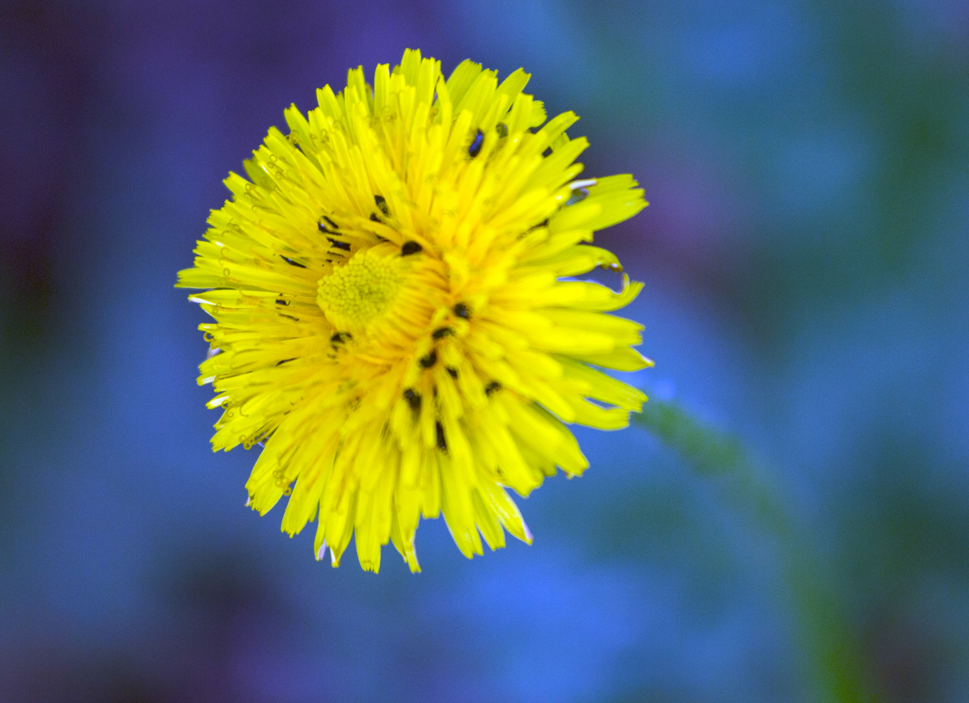 CernayPlease see my other Photographs at: http://www.jamespdeans.co.uk/