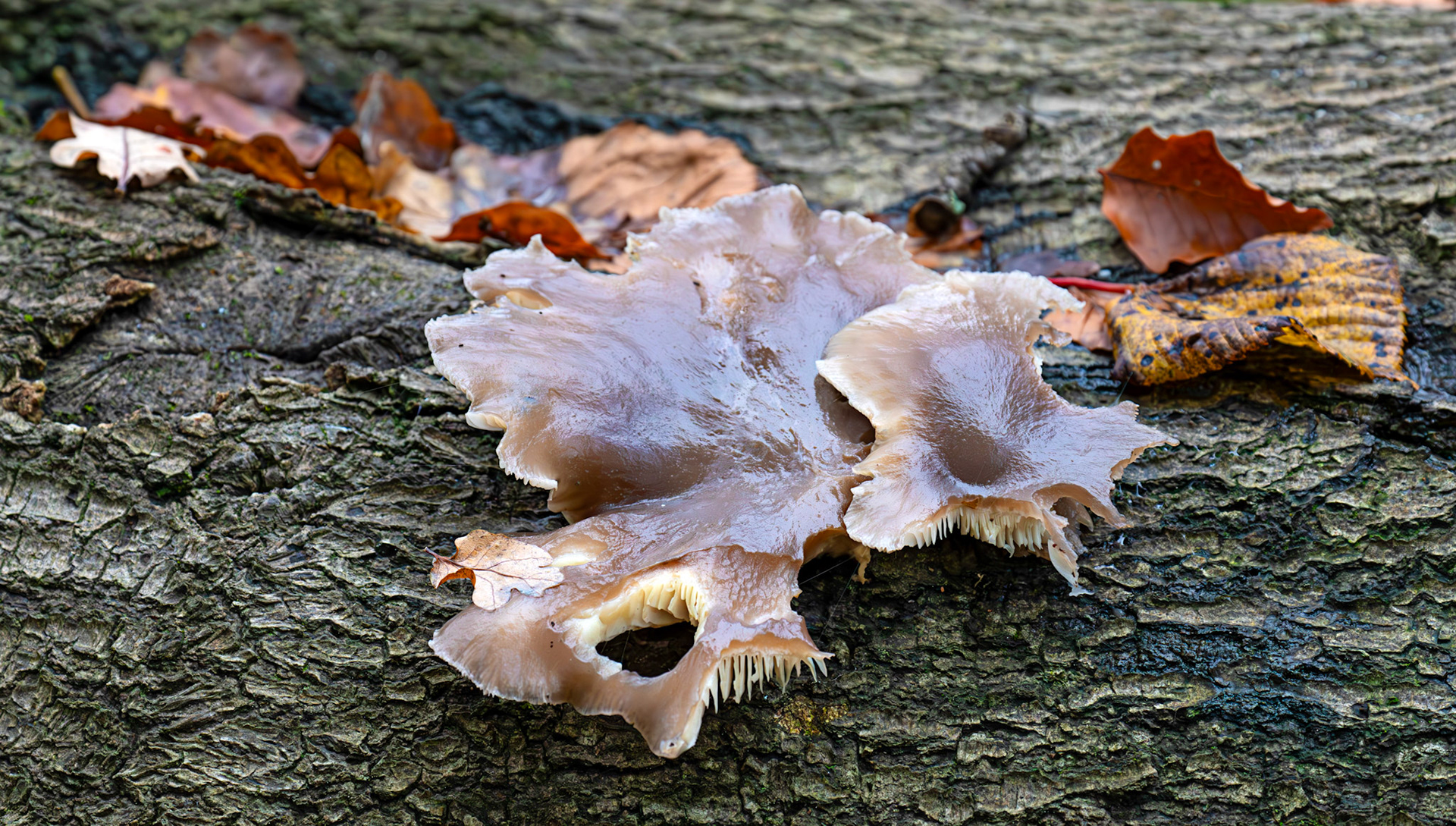 oyster mushrooms (Pleurotus ostreatus) Deans Woods - 07 November 2025