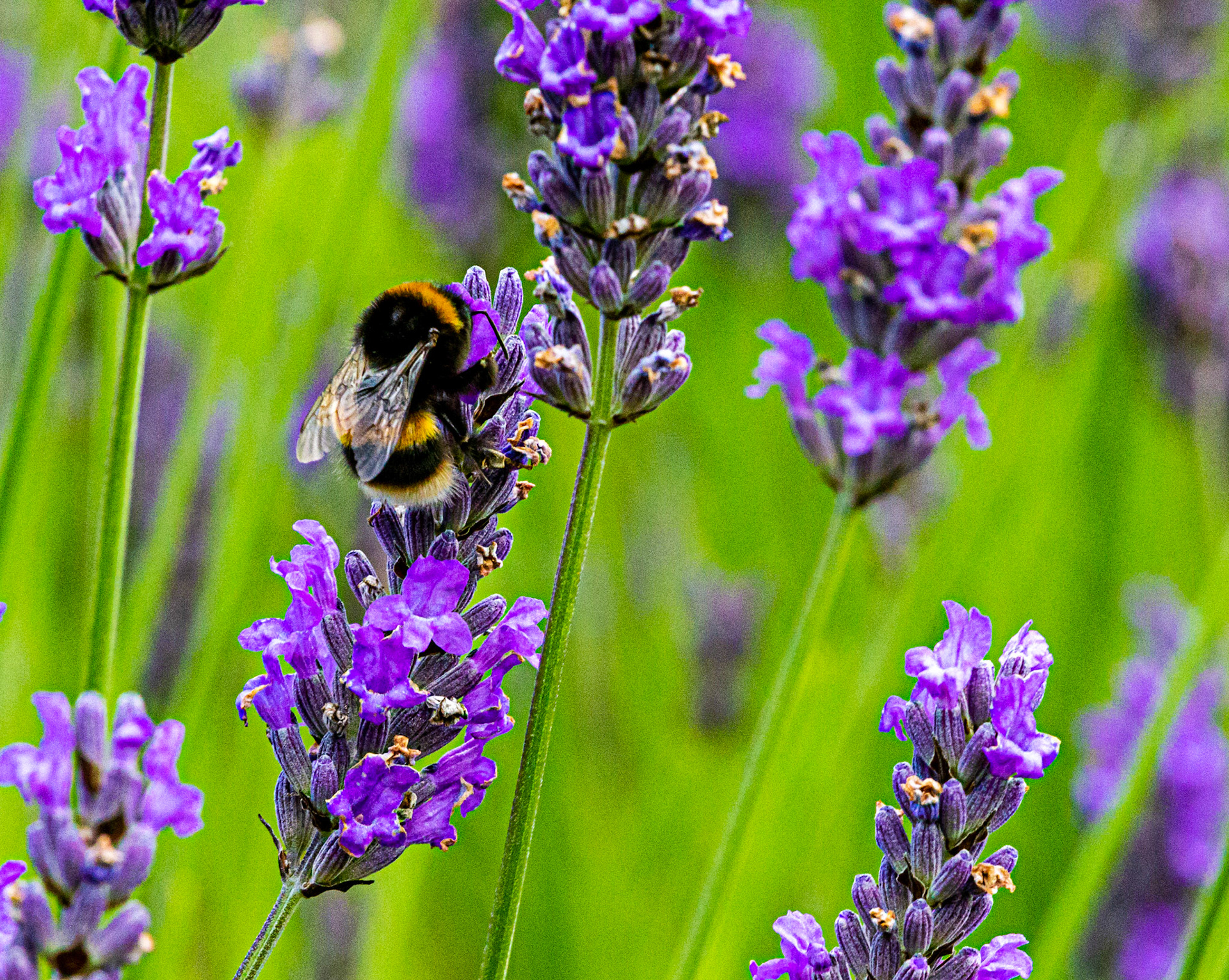 I spent an amazing few hours at Scottish Lavender Oils. They are so dedicated to nature and not to profit!
