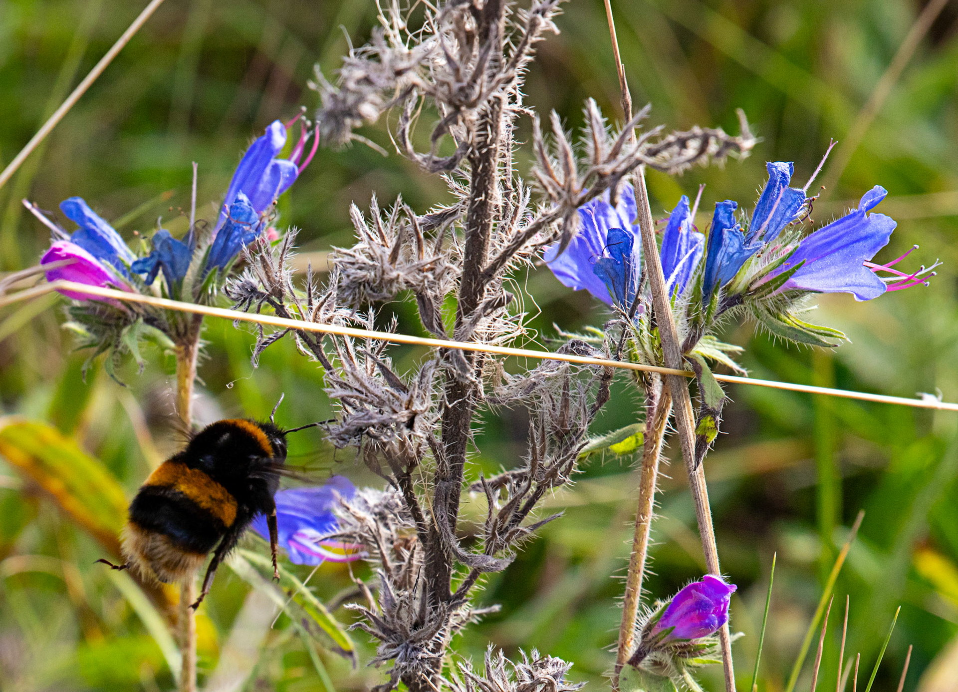 Barns Ness 30 Sep 2025 plant: Viper's bugloss
