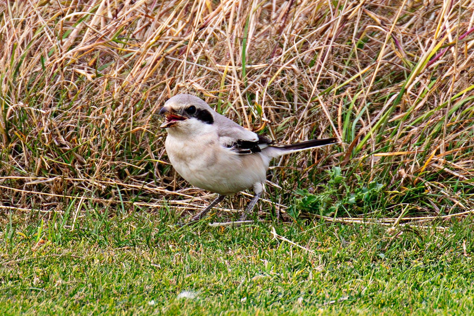 Steppe Grey Shrike in Dunbar 14 Sept 2024