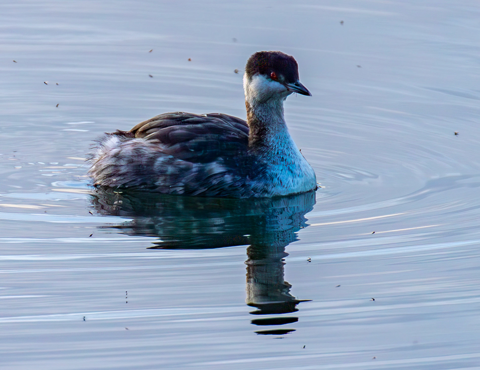 Slavonian Grebe at Linlithgow Loch 18 March 2026