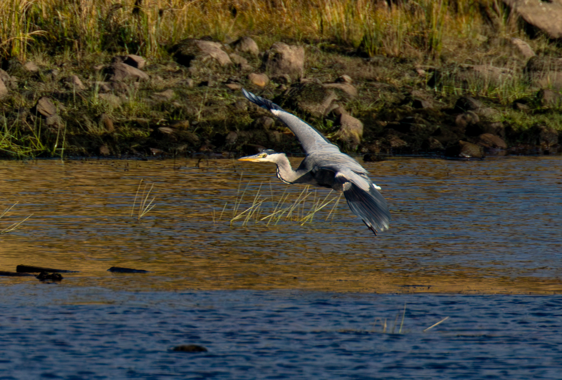 Grey Heron - Harperrig Reservoir 17 September 2024