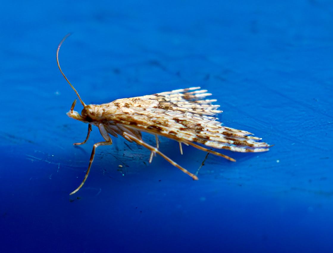 Twenty-plume Moth (Alucita hexadactyla) in Deans 05 June 2025