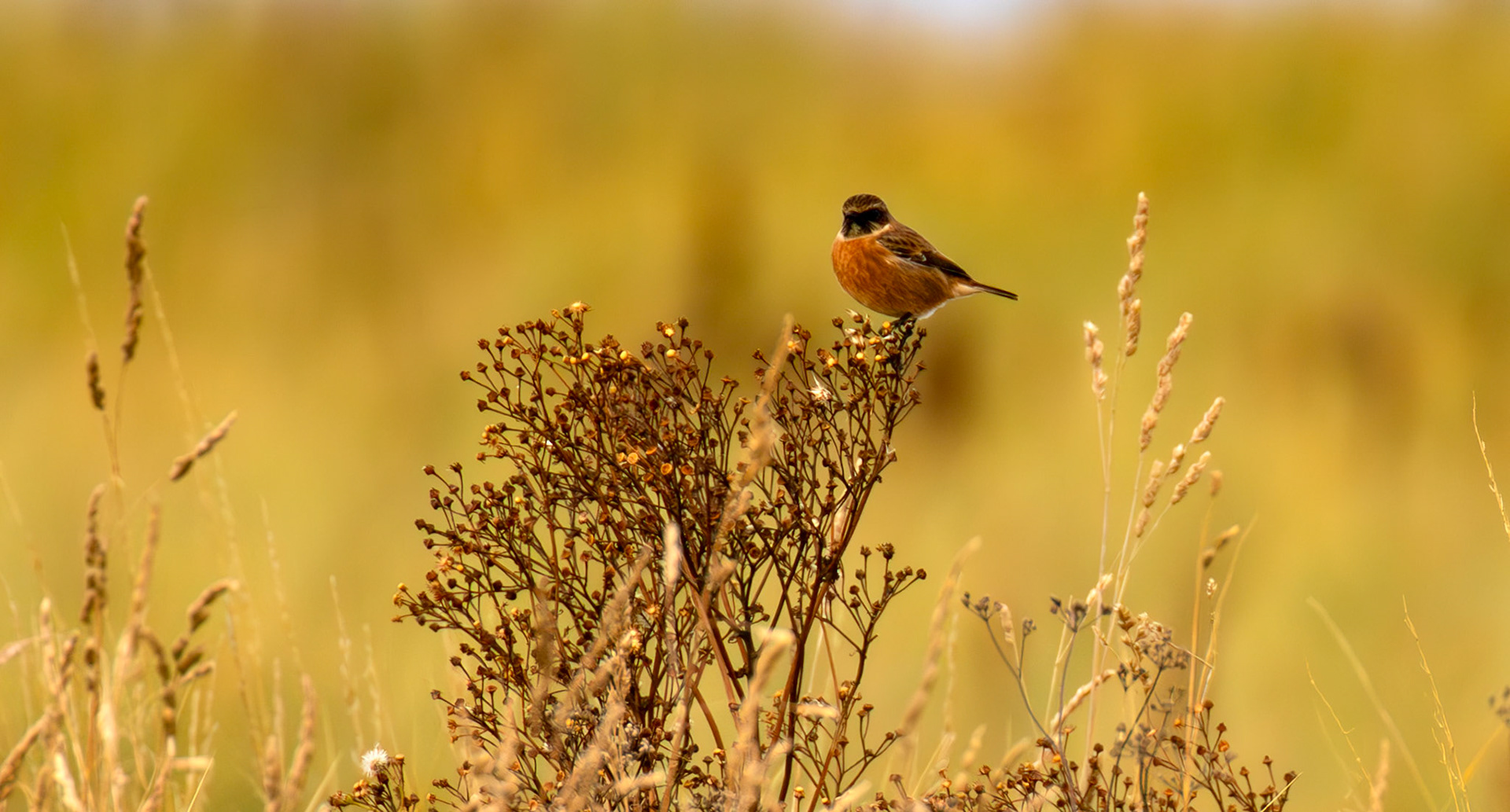 Barns Ness 29 Sept 2024