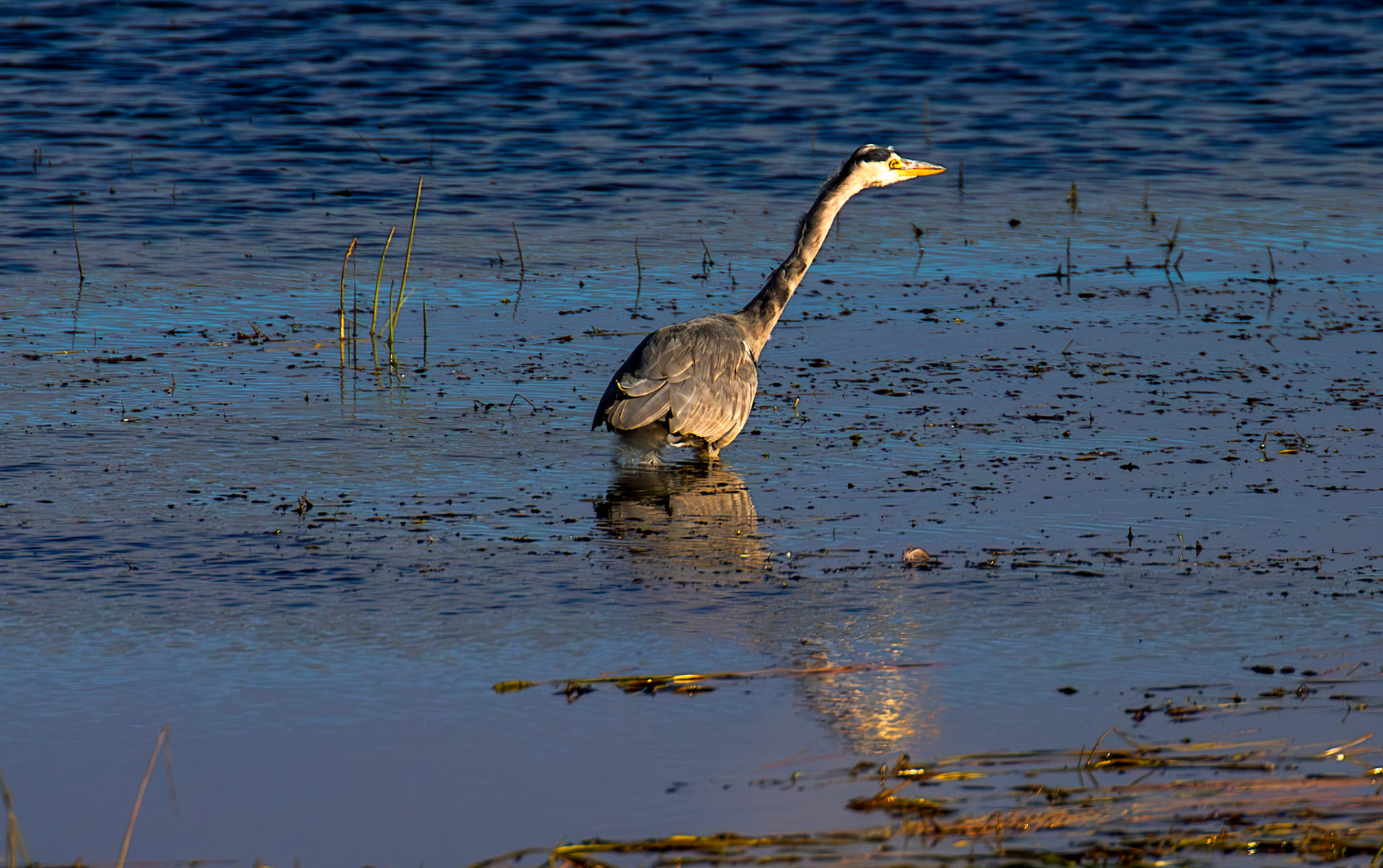 Grey Heron - Harperrig Reservoir 17 September 2024