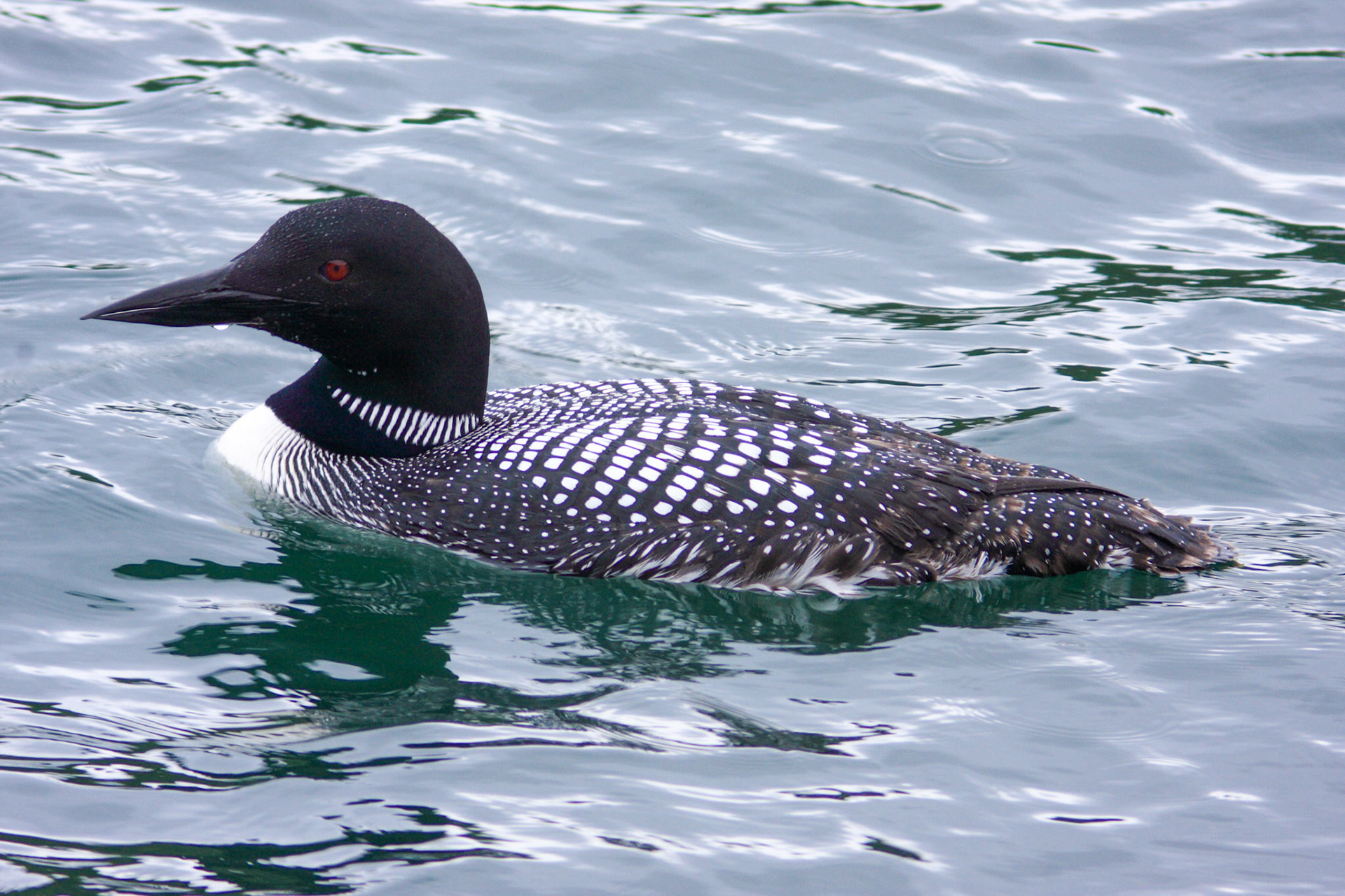 xxxPlease see my other Photographs at: http://www.jamespdeans.co.uk/