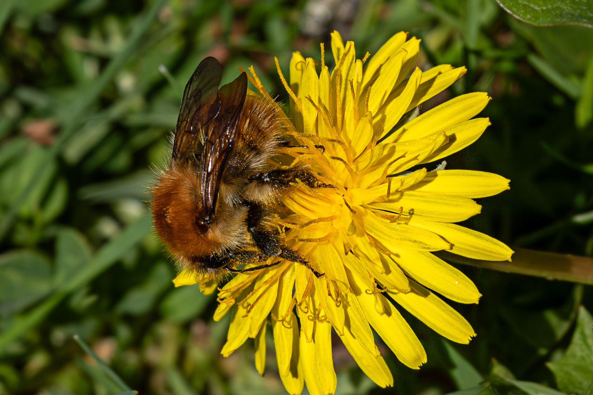 Whitehouse Wood near Kelty 20 April 2025