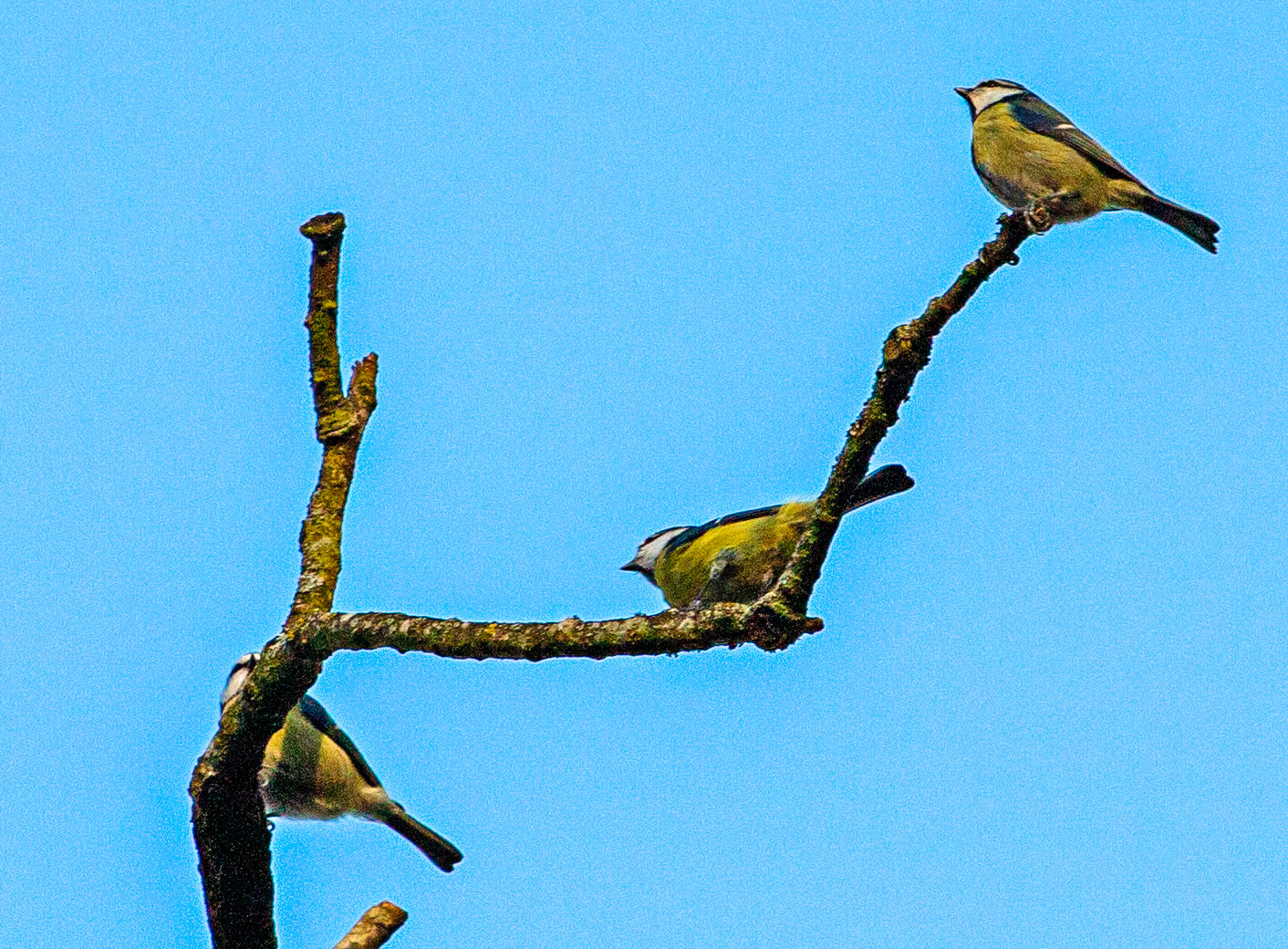 Blue Tits at Kinneil House 18 January 2024