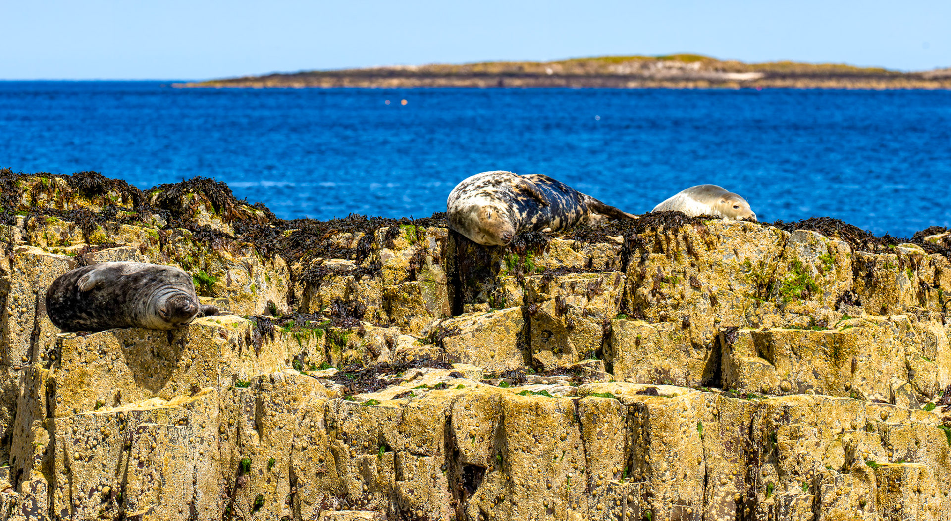 Grey Seals - Farne Islands 03 July 2026